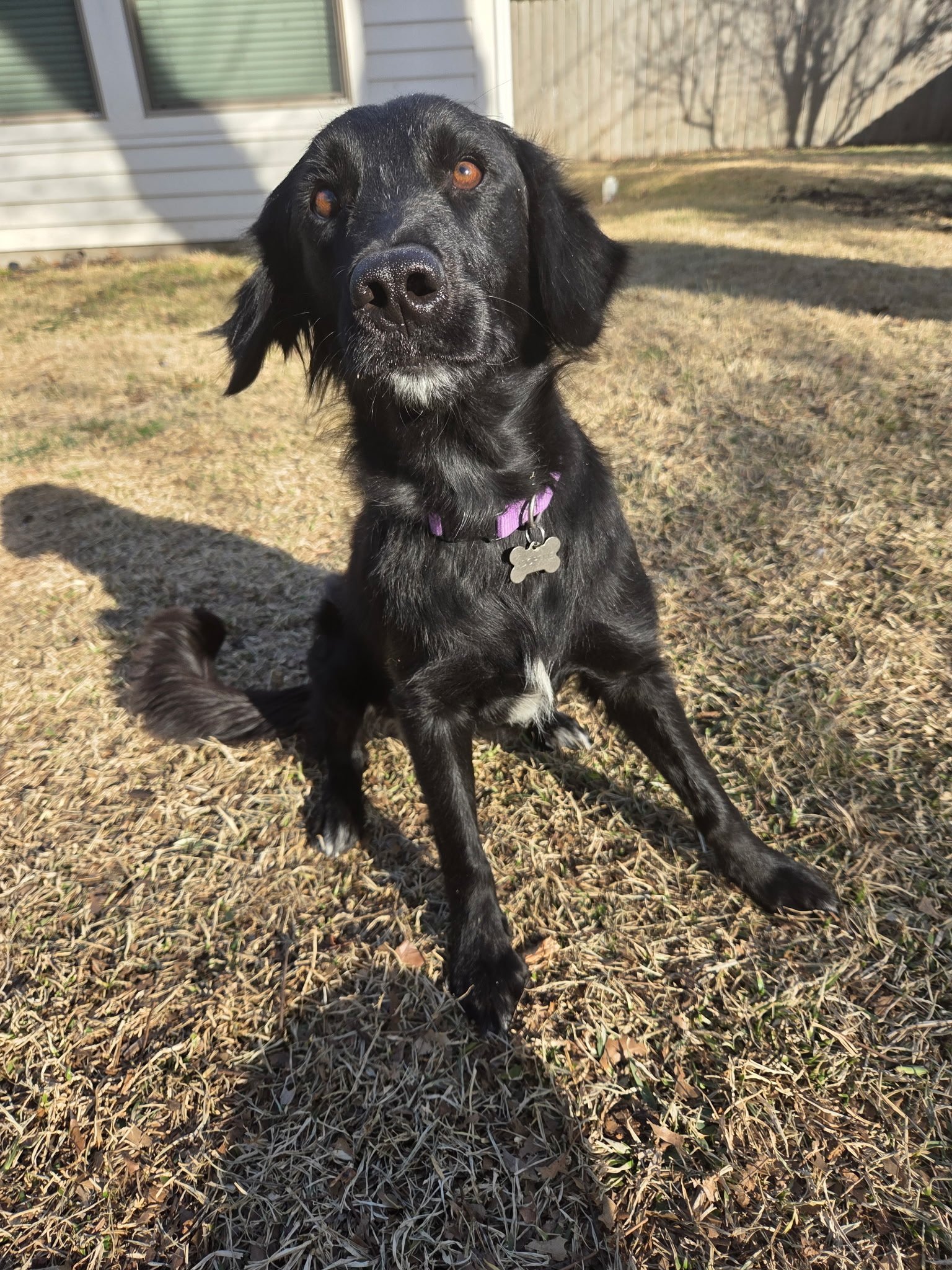 Flat-coated Retriever, Retriever, Black Labrador Retriever mix, adopt, rescue dog, Dallas