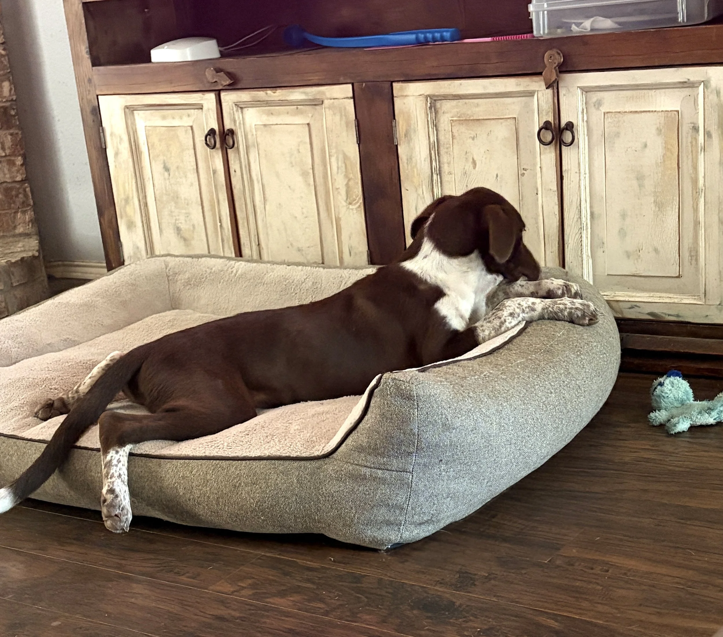 Pointer, German Shorthaired Pointer, bird dog, DFW, Dallas, summer, rescue, adopt, dog sitting on bed