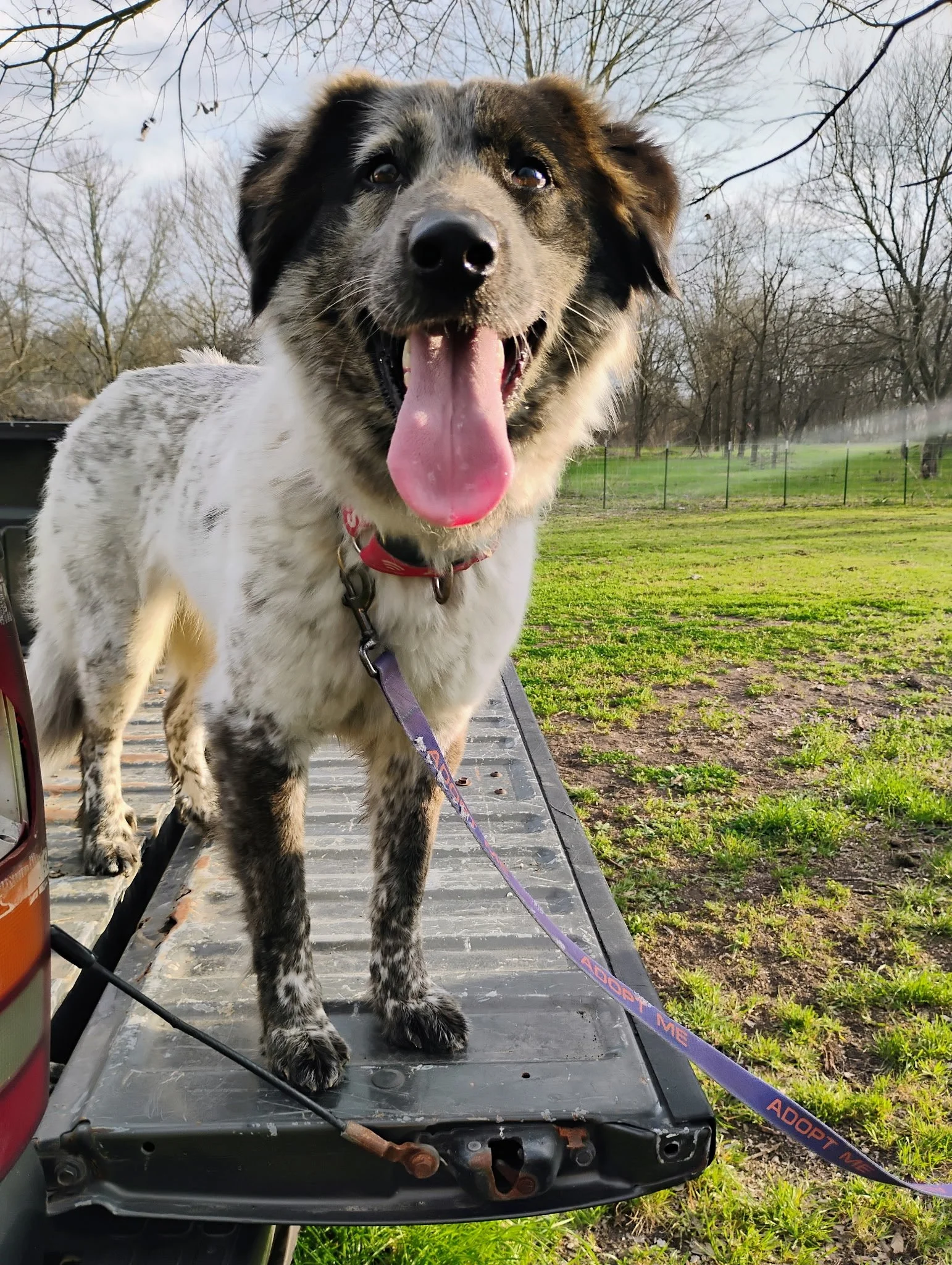 Australian Shepherd, Border Collie, DFW, Plano, McKinney, adopt, rescue dog, I would rather be with my dog, agility dog, flyball, dog training