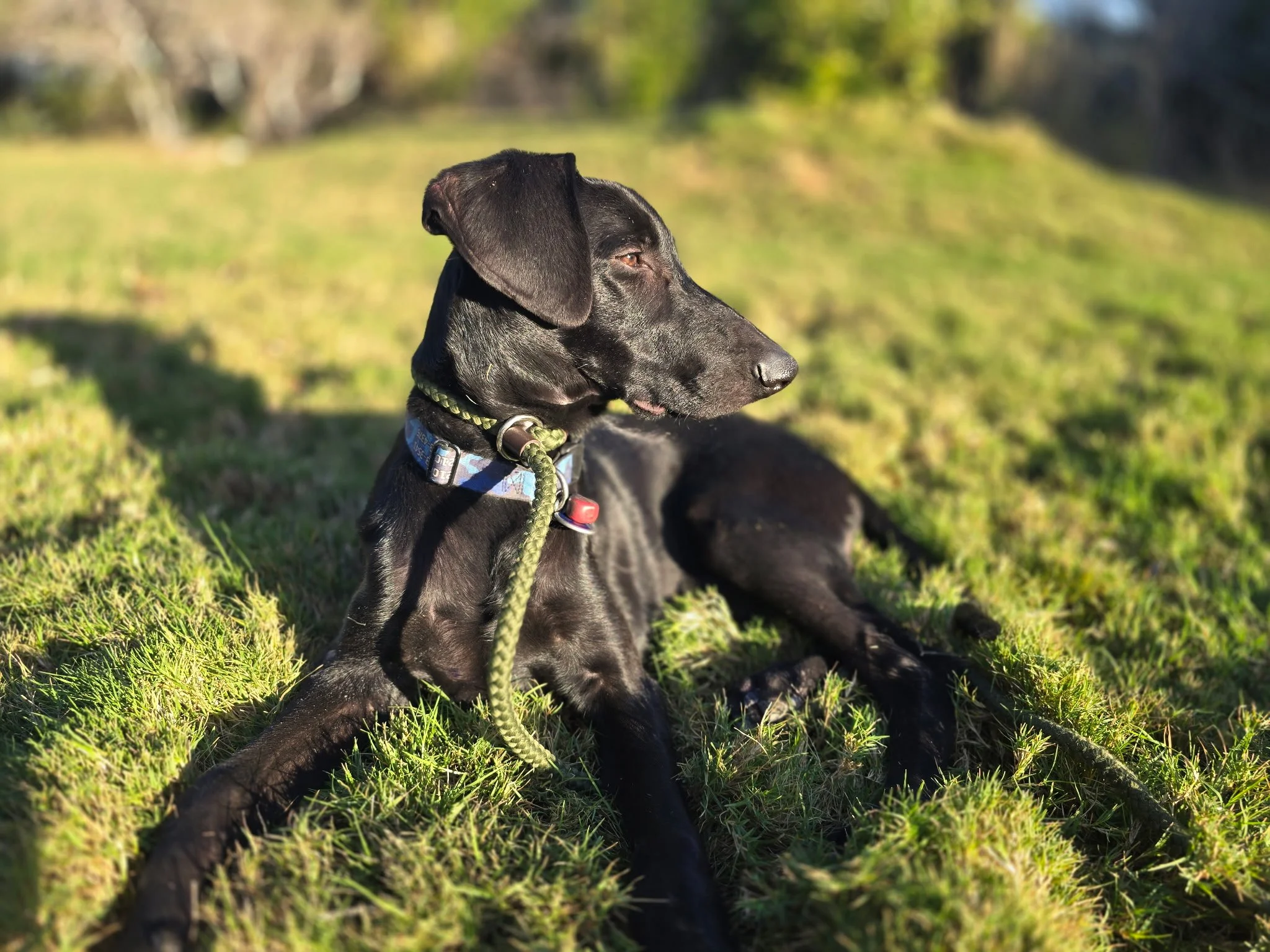 Pointer, GSP, Black Labrador, Dallas, DFW, Plano, McKinney, adopt, rescue, Colorado, Frisco, Fort Worth