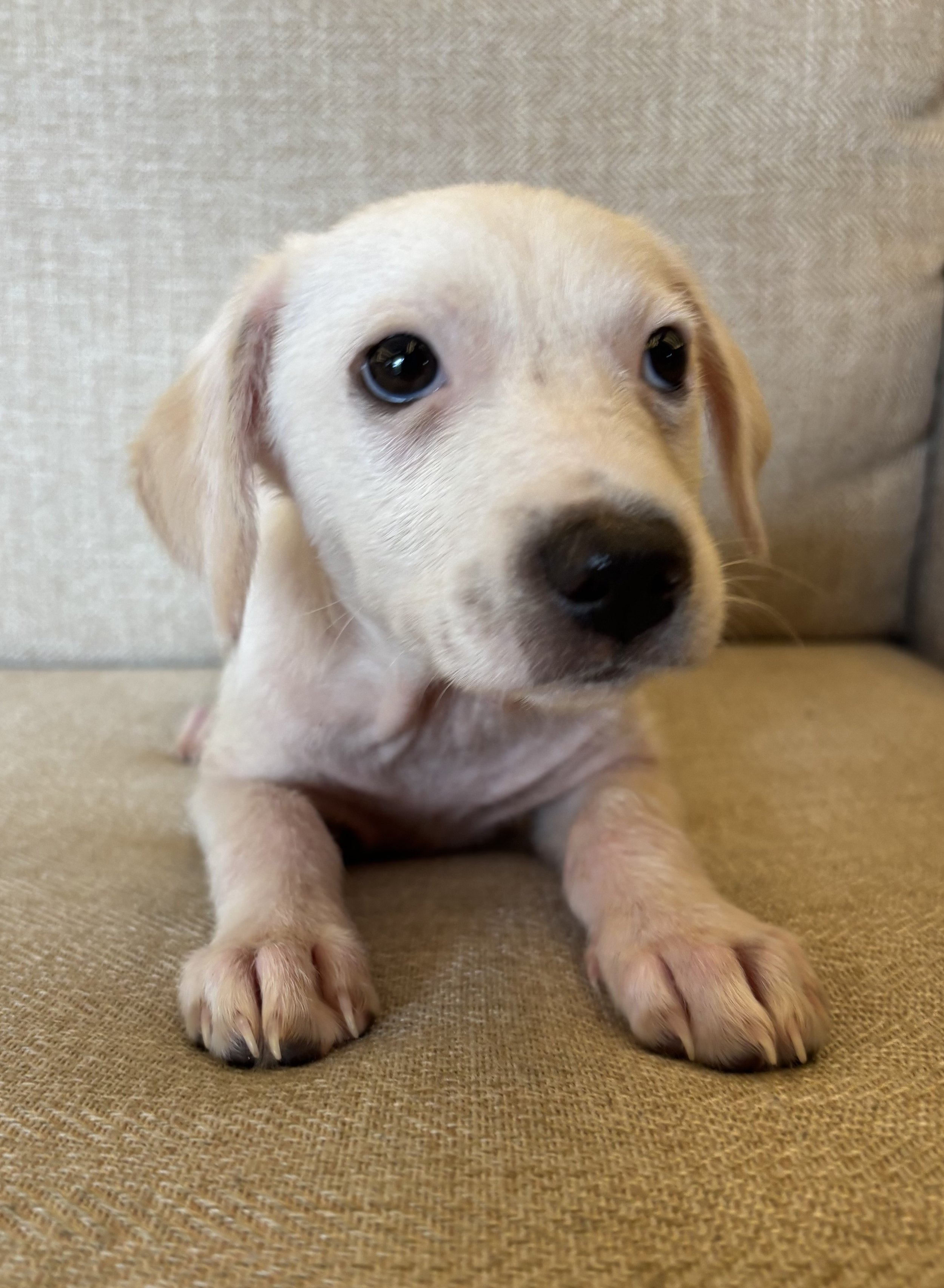Puppy, white Labrador, Labrador, DFW, Plano, McKinney, Frisco, Dallas, Fort Worth, labrador puppy, adoptable, rescue dog
