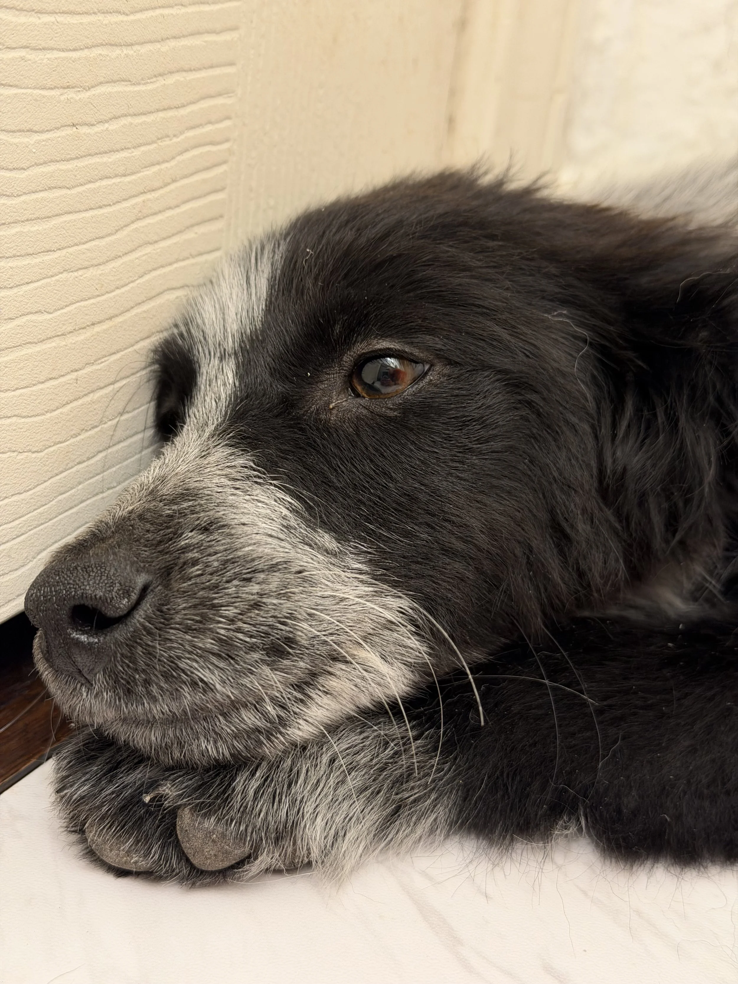 Pointer puppy, puppy, GSP puppy, German Shorthaired puppy, DFW, McKinney, Fort Worth, Texas, rescue, adopt, Southlake, kid-friendly