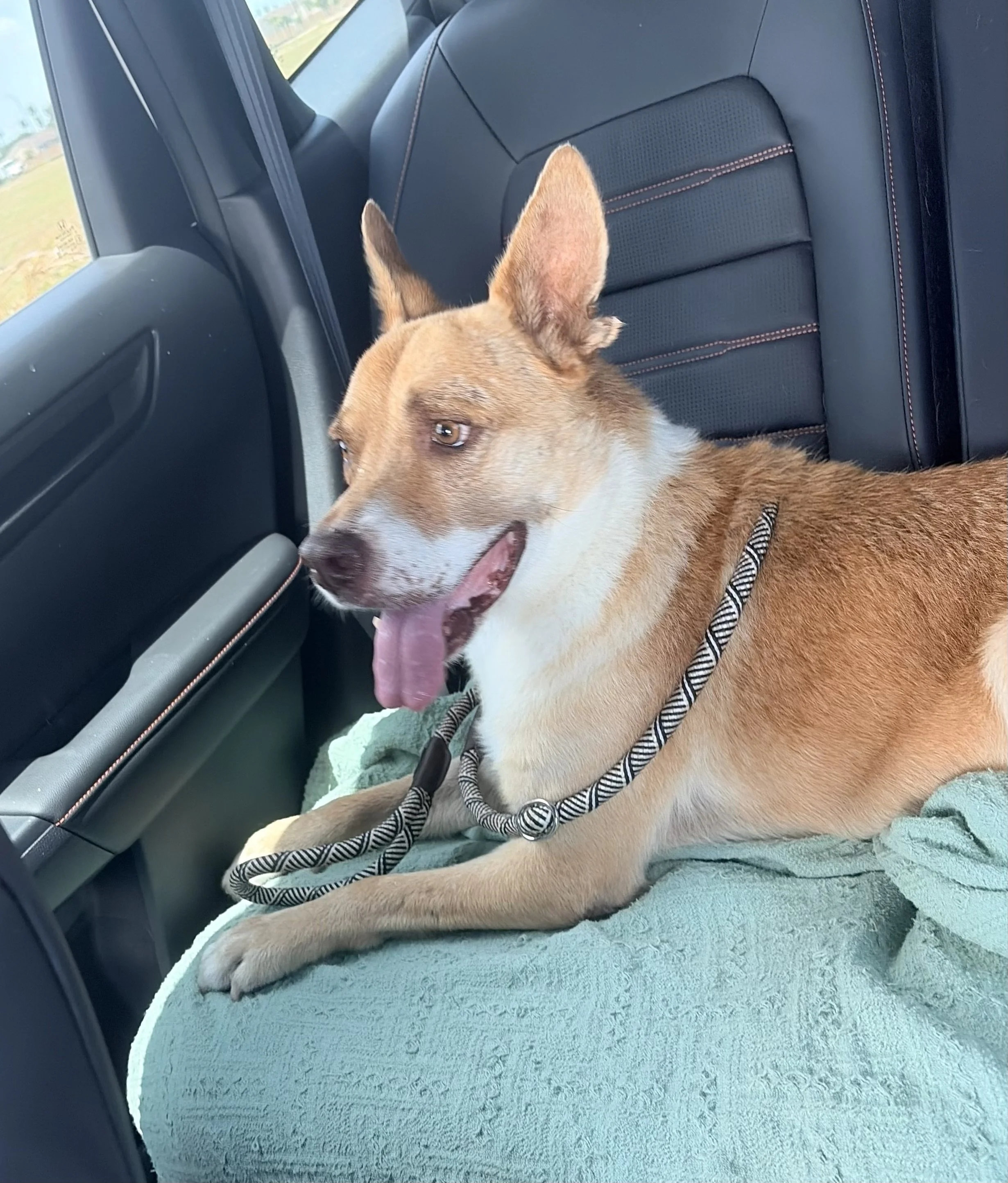 Carolina dog, mutt, rescue, adopt, tan dog, Dallas, Texas, Plano, McKinney, Grapevine