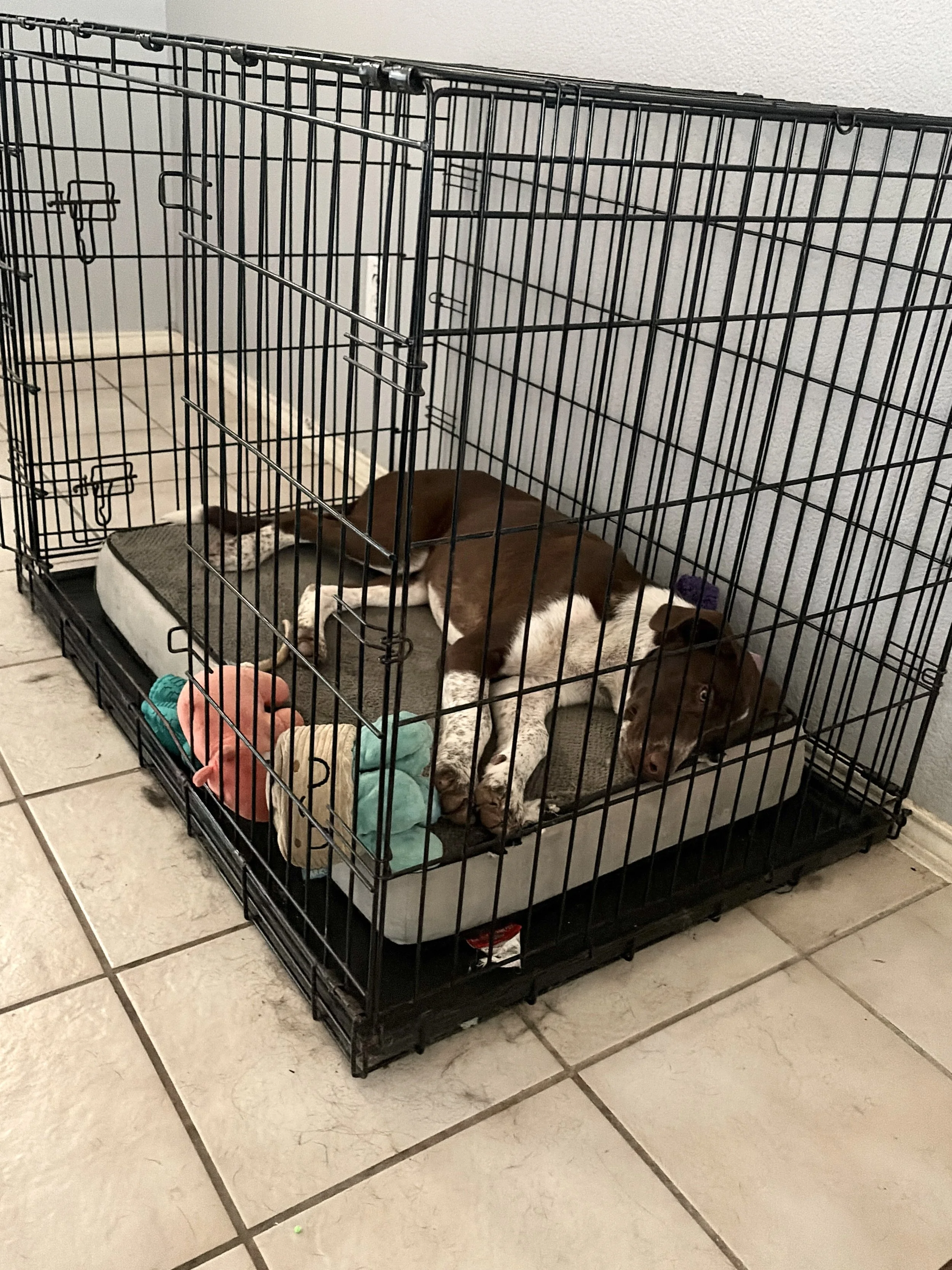Pointer, German Shorthaired Pointer, bird dog, DFW, Dallas, summer, rescue, adopt, dog