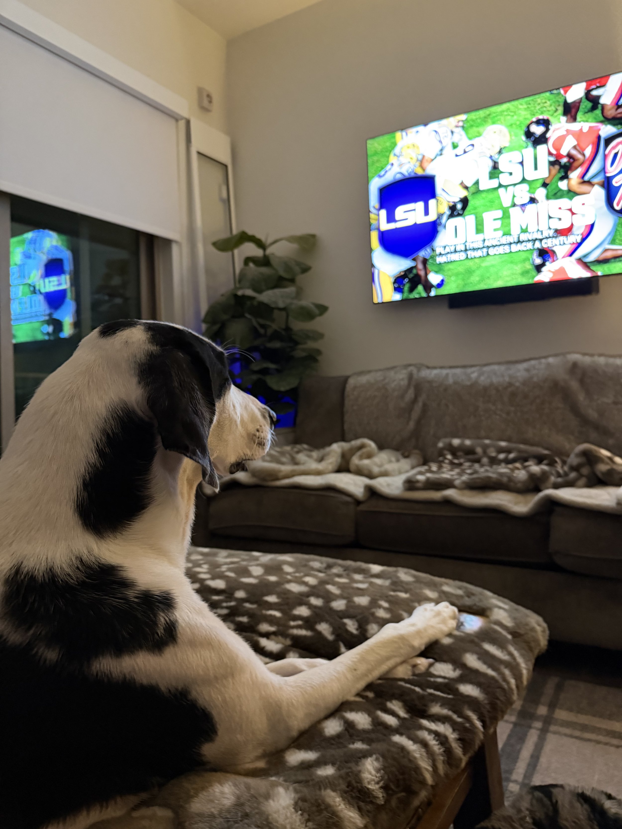 Pointer, GSP, mixed breed, Labrador, black and white dog, Dallas, rescue, adopt, Frisco, Anna, McKinney, DFW, Great Dane mix