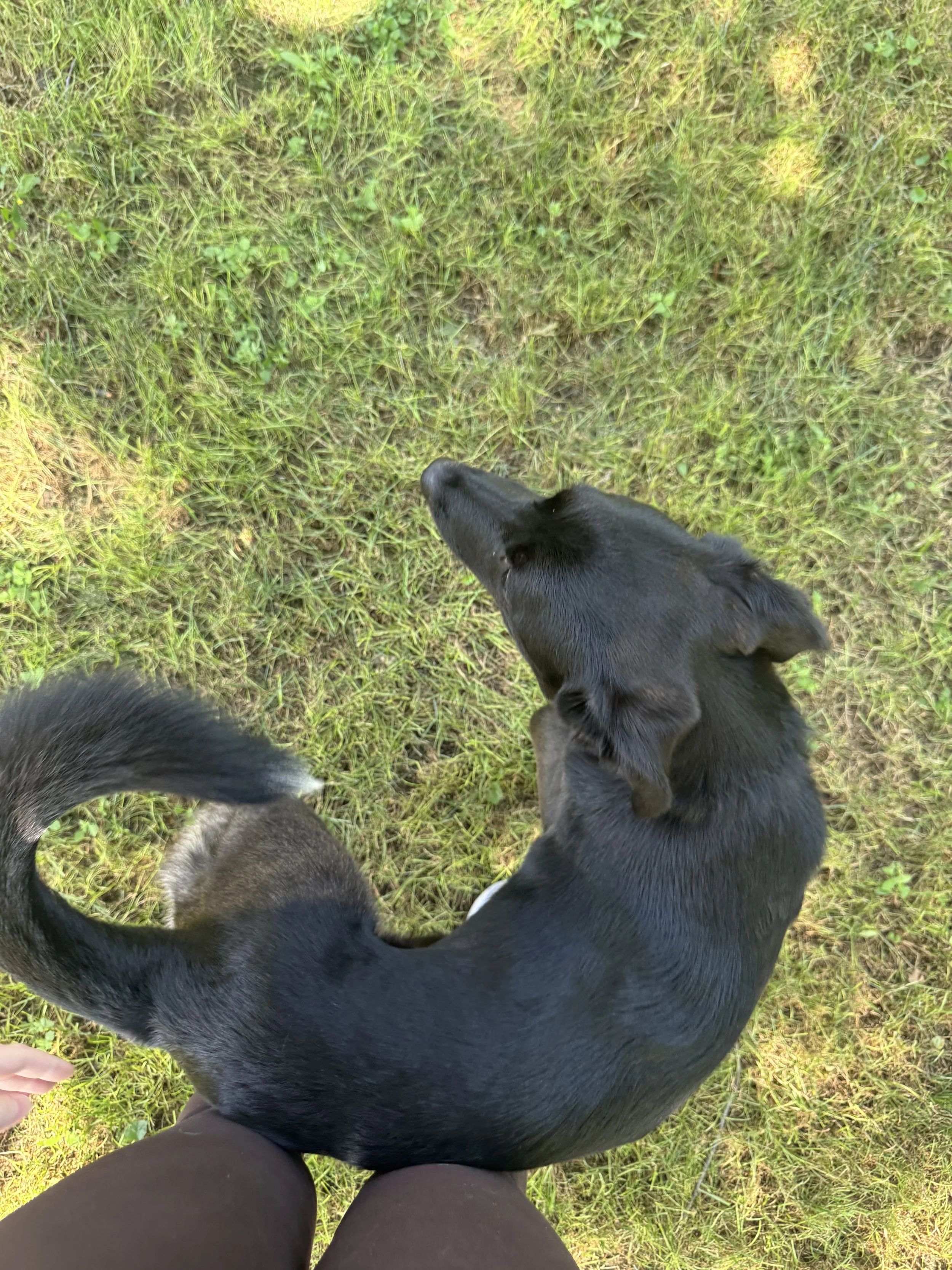 Black Labrador, dog, rescue, adopt, McKinney, DFW, Plano, Frisco, summer