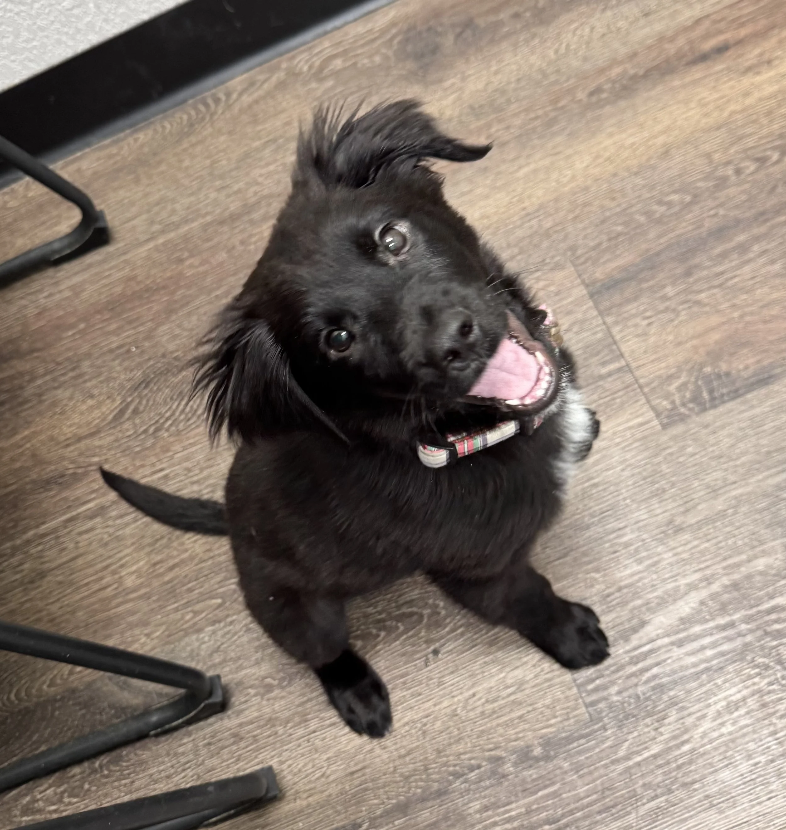 Flat Coated Retriever, Black Labrador Retriever, Retriever, Dallas, McKinney, Plano, Frisco, Carrollton, rescue, adopt, puppy
