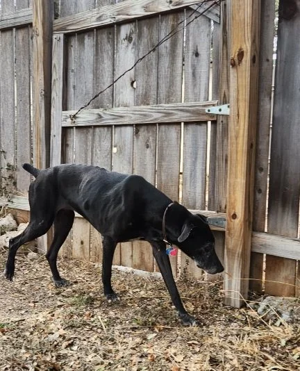 Senior dog, frosted face, GSP, Pointer, Dallas, McKinney, Plano, Frisco, Highland Park, black dog