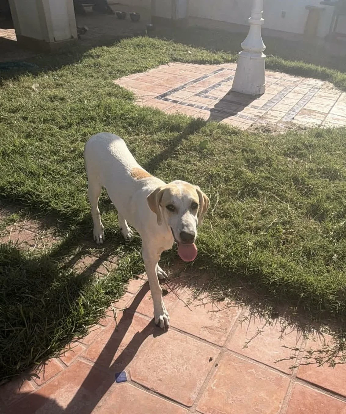 Labrador, Lemon Pointer, Dallas, rescue dog, adopt, puppy, McKinney, Texas