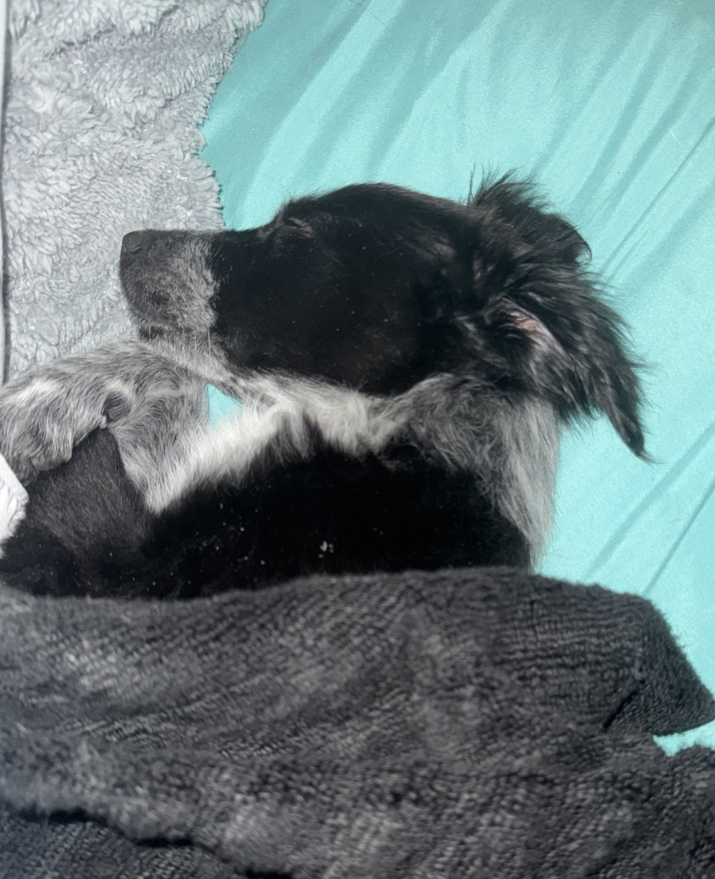 Pointer puppy, puppy, GSP puppy, German Shorthaired puppy, DFW, McKinney, Fort Worth, Texas, rescue, adopt, Southlake, kid-friendly