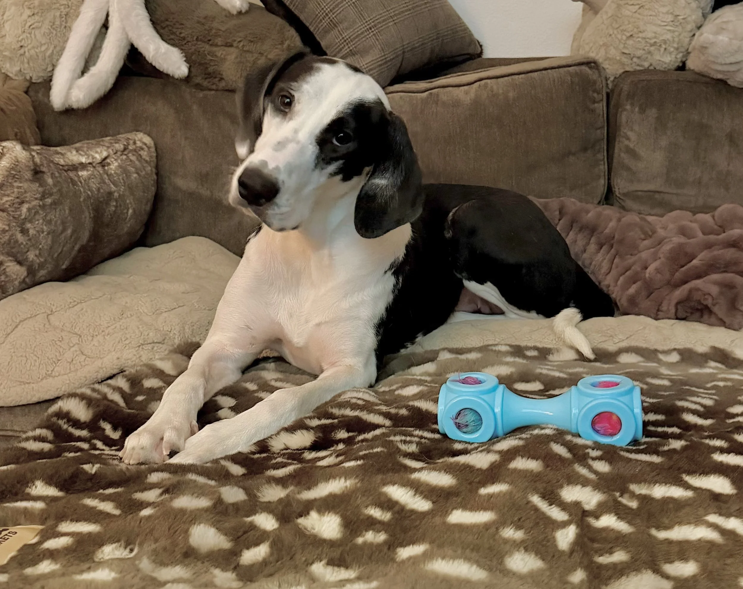 Pointer, GSP, mixed breed, Labrador, black and white dog, Dallas, rescue, adopt, Frisco, Anna, McKinney, DFW