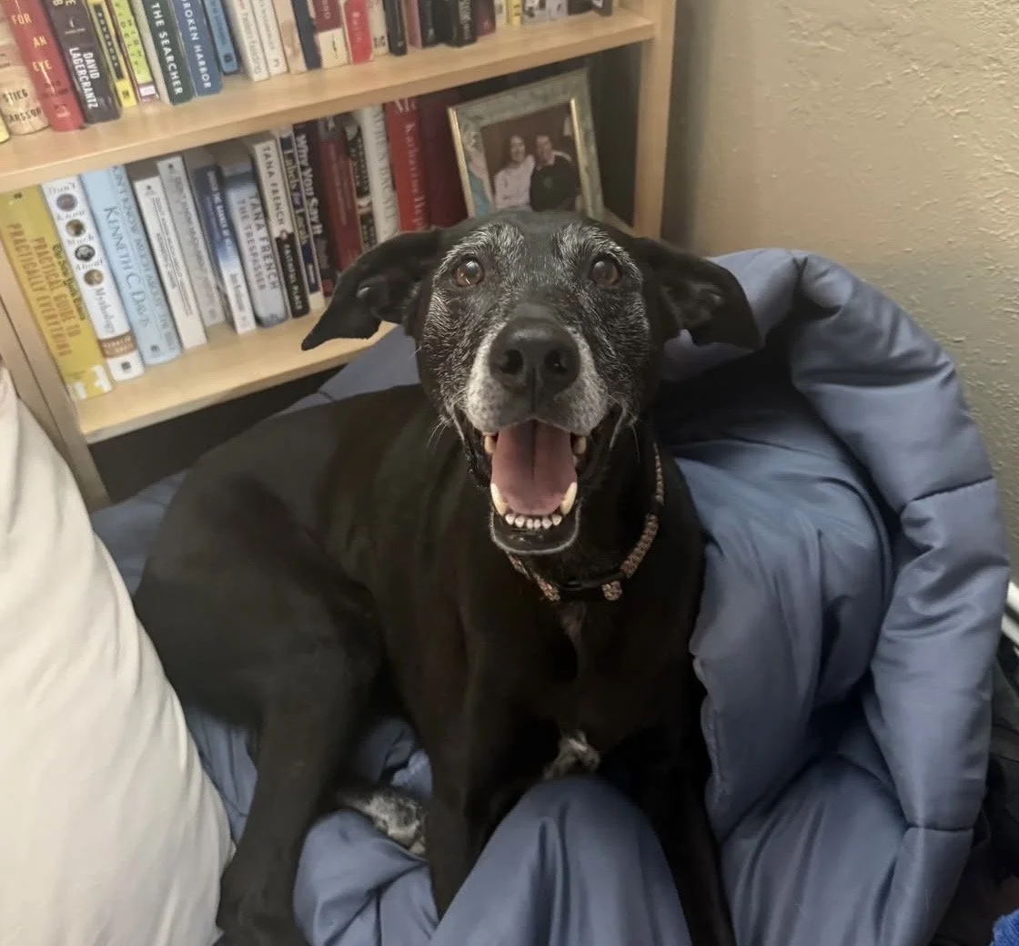 Senior dog, frosted face, GSP, Pointer, Dallas, McKinney, Plano, Frisco, Highland Park, black dog