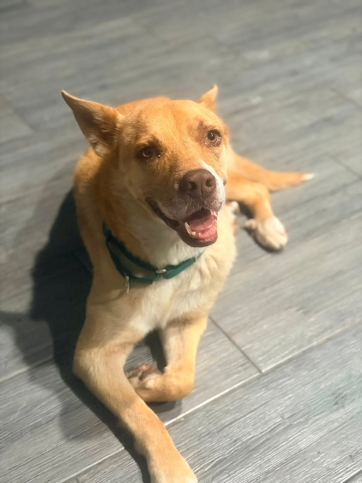 Carolina dog, mutt, rescue, adopt, tan dog, Dallas, Texas, Plano, McKinney, Grapevine