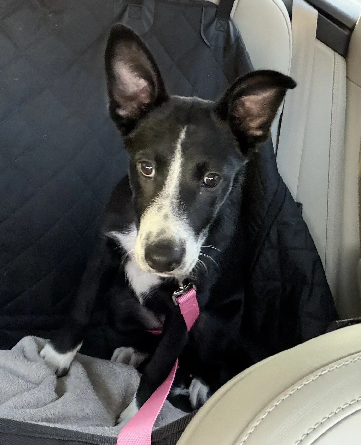 Pointer mix puppy, black and white dog, cute dog, big ears, Pointer, Dallas, McKinney, Plano, rescue, adopt