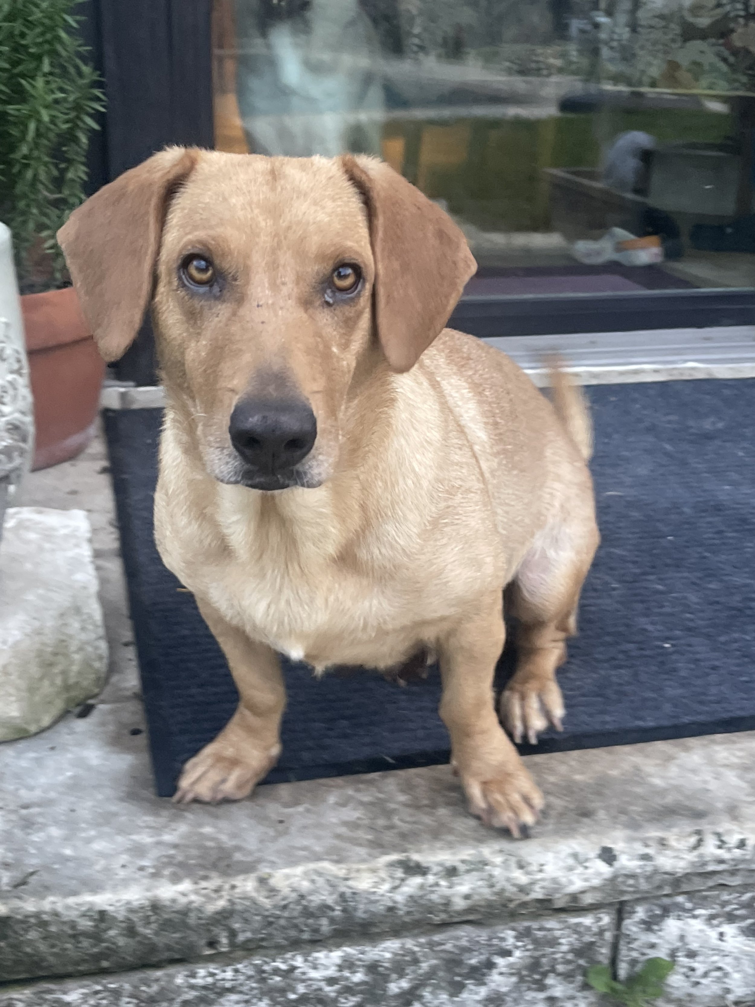 Dachshund, Basset Hound, I would rather be with my dog, Denver, Dallas, Dallas Stars, rescue dog, McKinney, Plano, Frisco, Highland Park Texas