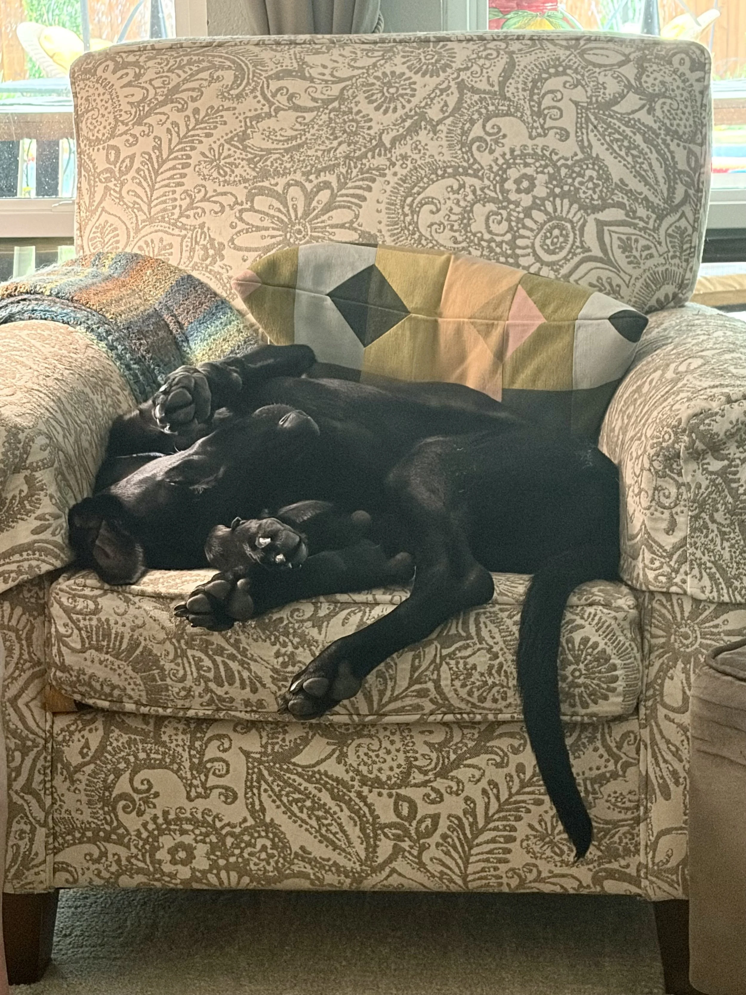 Pointer, GSP, Black Labrador, Dallas, DFW, Plano, McKinney, adopt, rescue, Colorado, Frisco, Fort Worth