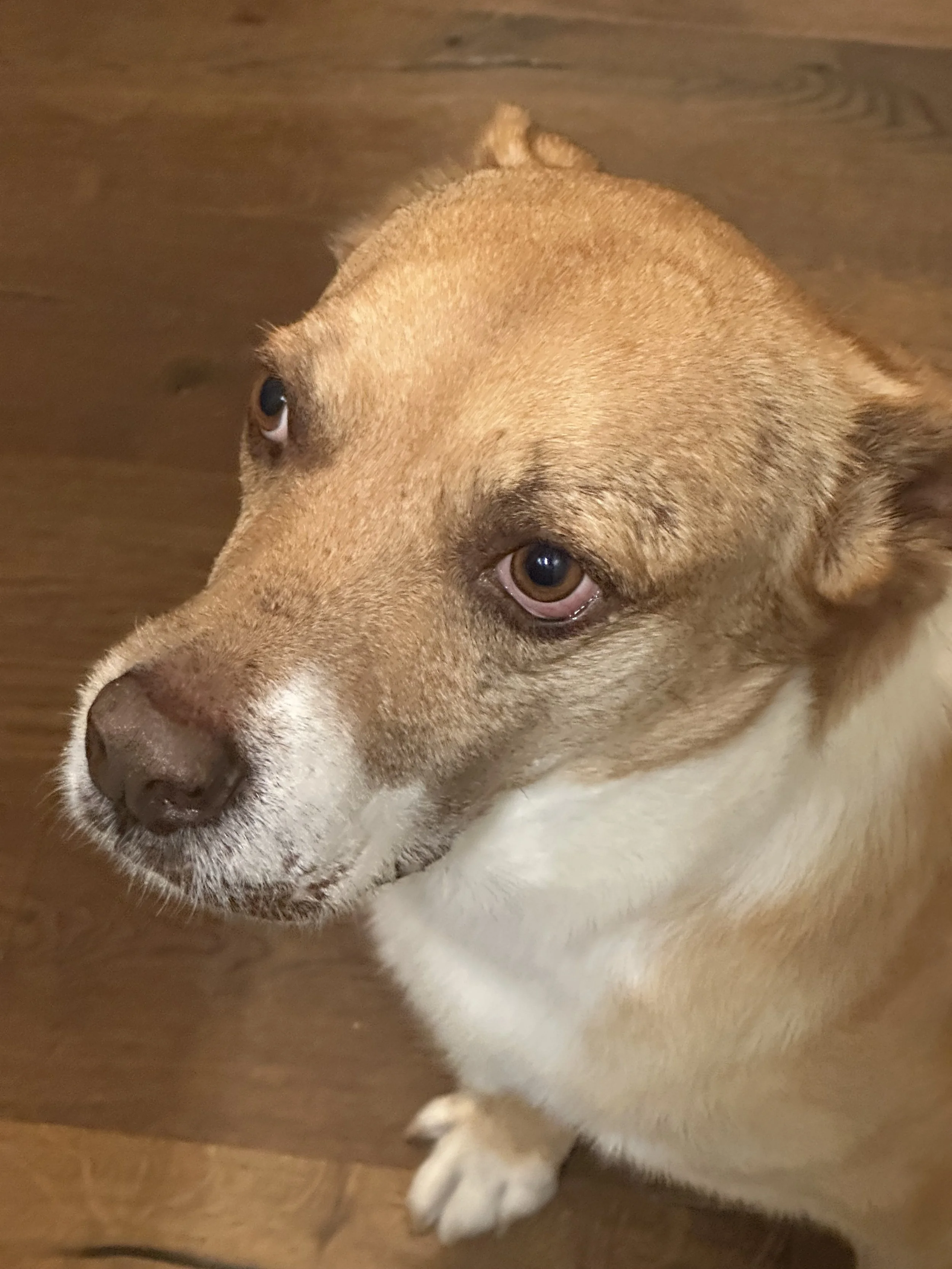 Carolina dog, mutt, rescue, adopt, tan dog, Dallas, Texas, Plano, McKinney, Grapevine