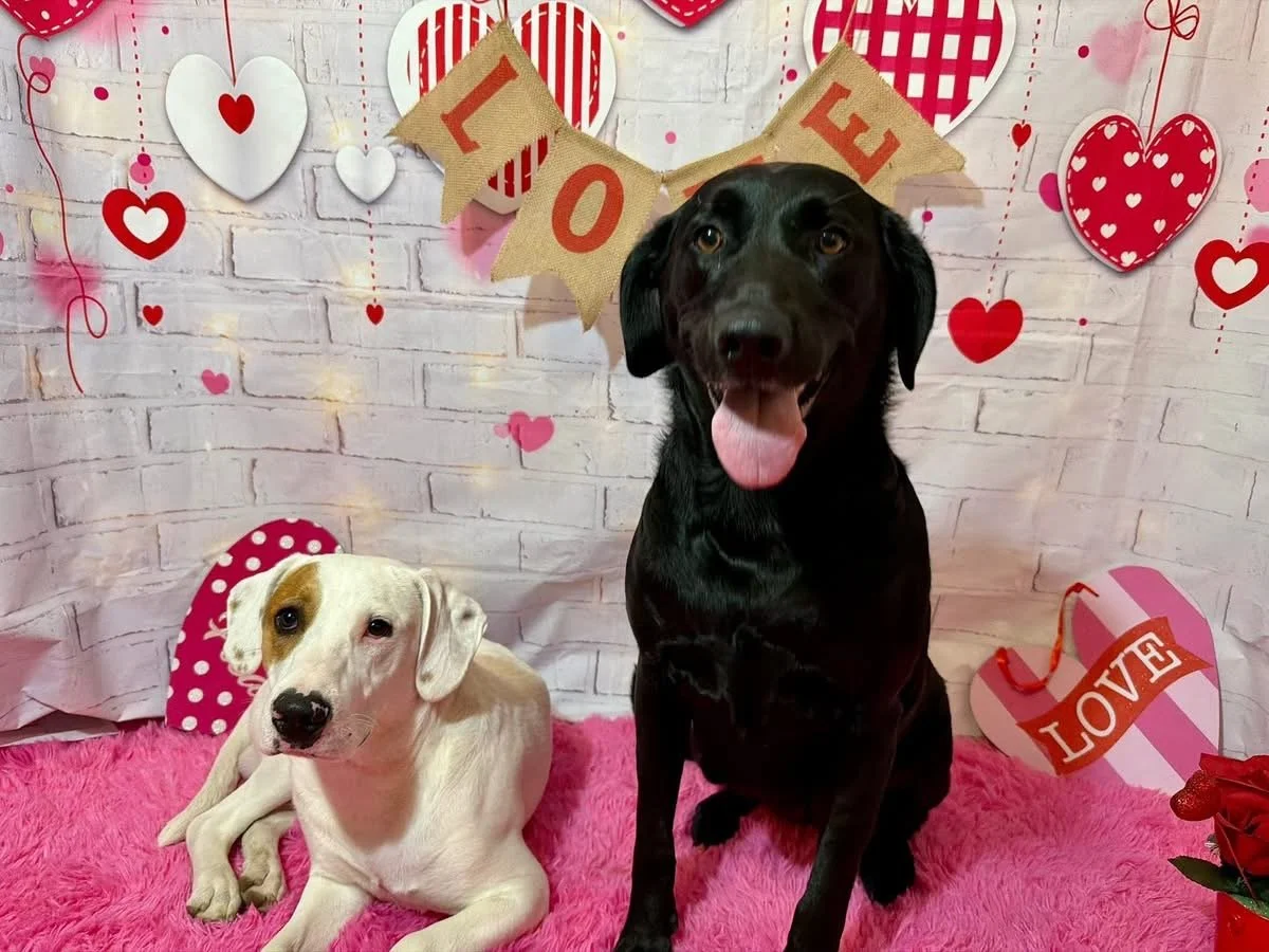 Treeing Walker Coonhound, Blueticked Coonhound, Pointer mix, Dallas, rescue dog, adopt, Fort Worth, Plano, McKinney, Anna, Texas