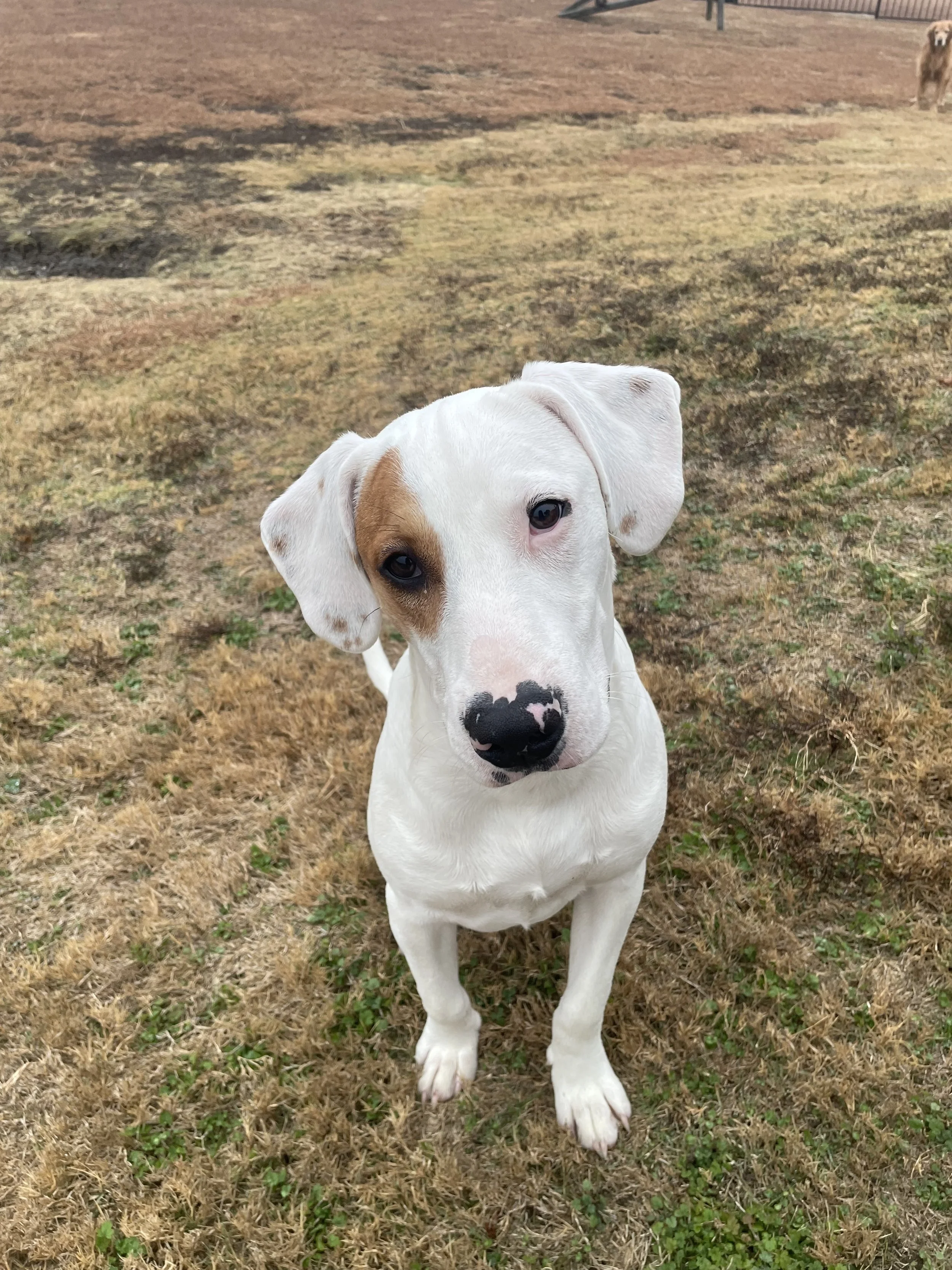 Treeing Walker Coonhound, Blueticked Coonhound, Pointer mix, Dallas, rescue dog, adopt, Fort Worth, Plano, McKinney, Anna, Texas