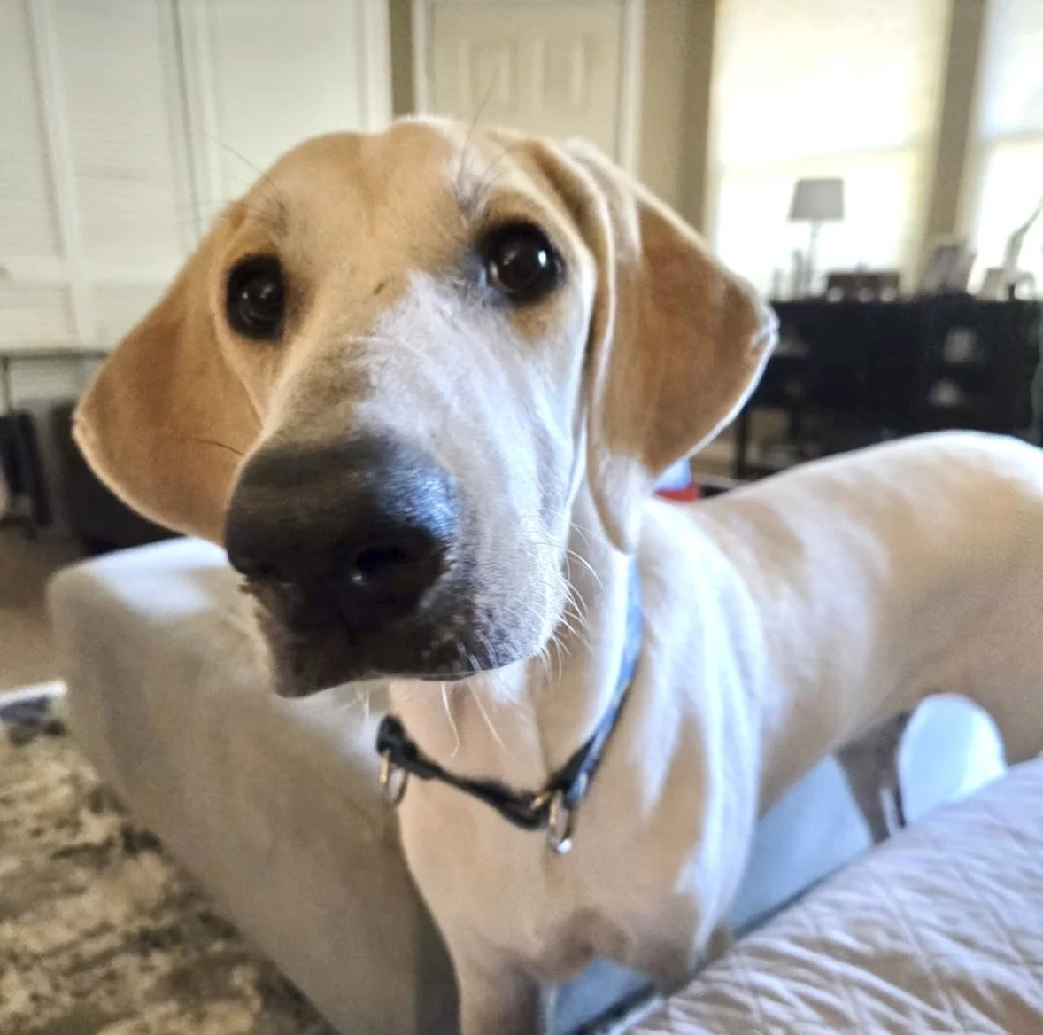 Labrador, Lemon Pointer, Dallas, rescue dog, adopt, puppy, McKinney, Texas