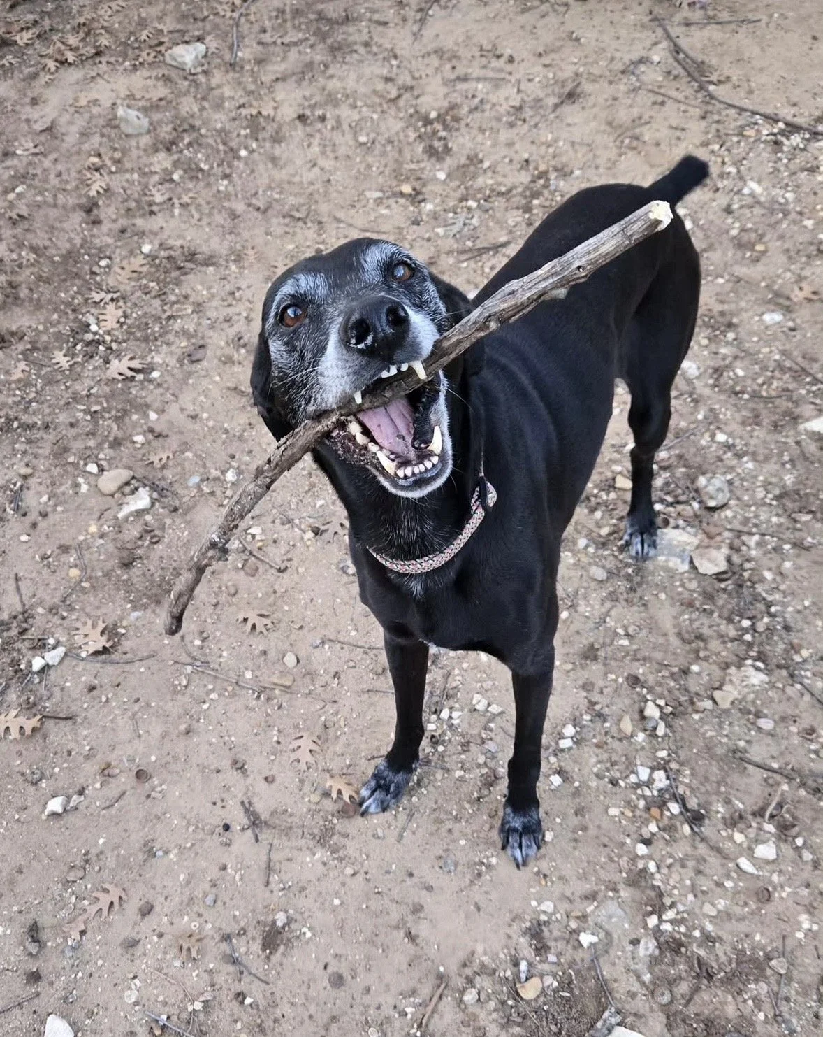 Senior dog, frosted face, GSP, Pointer, Dallas, McKinney, Plano, Frisco, Highland Park, black dog