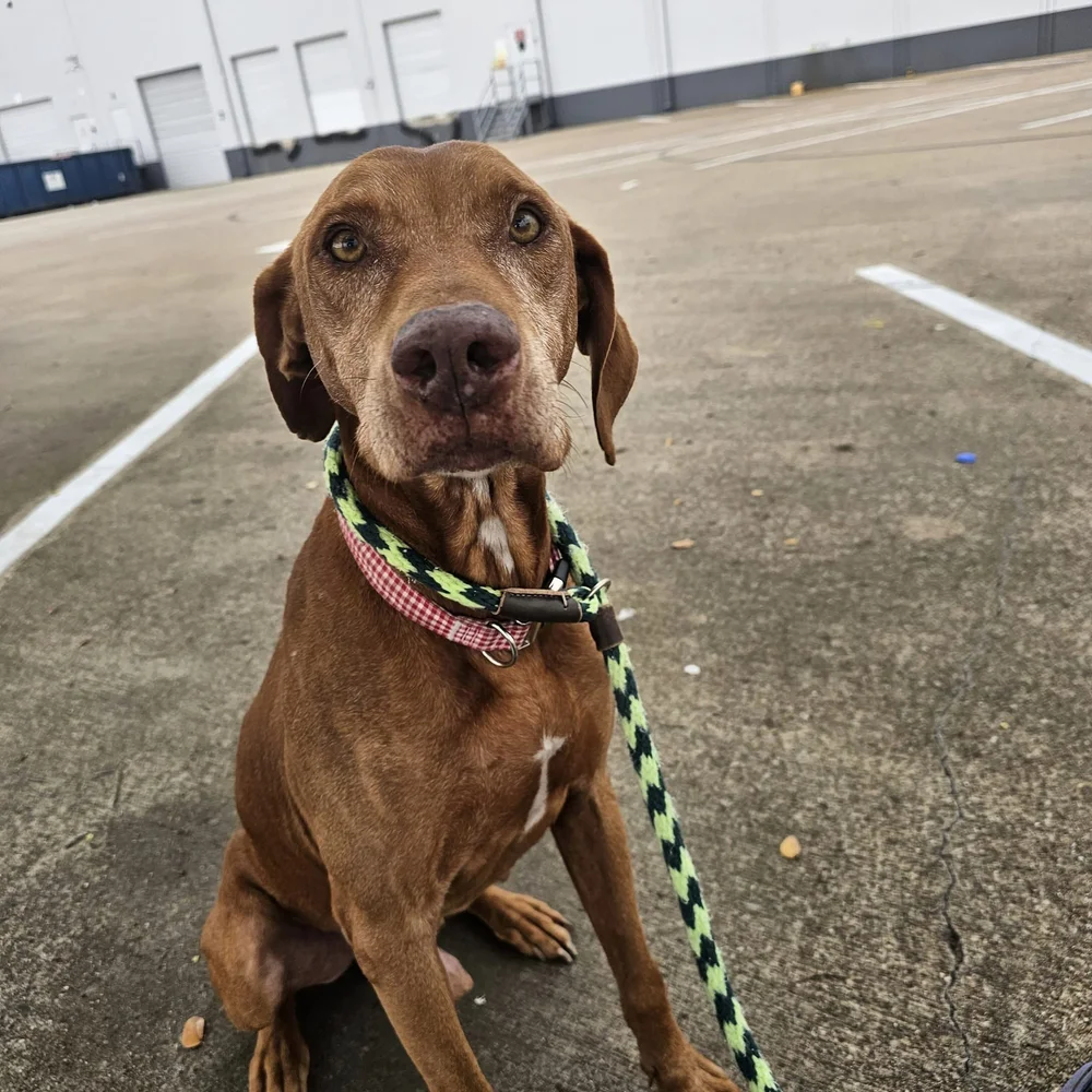 Dan — Cane Rosso Dog Rescue