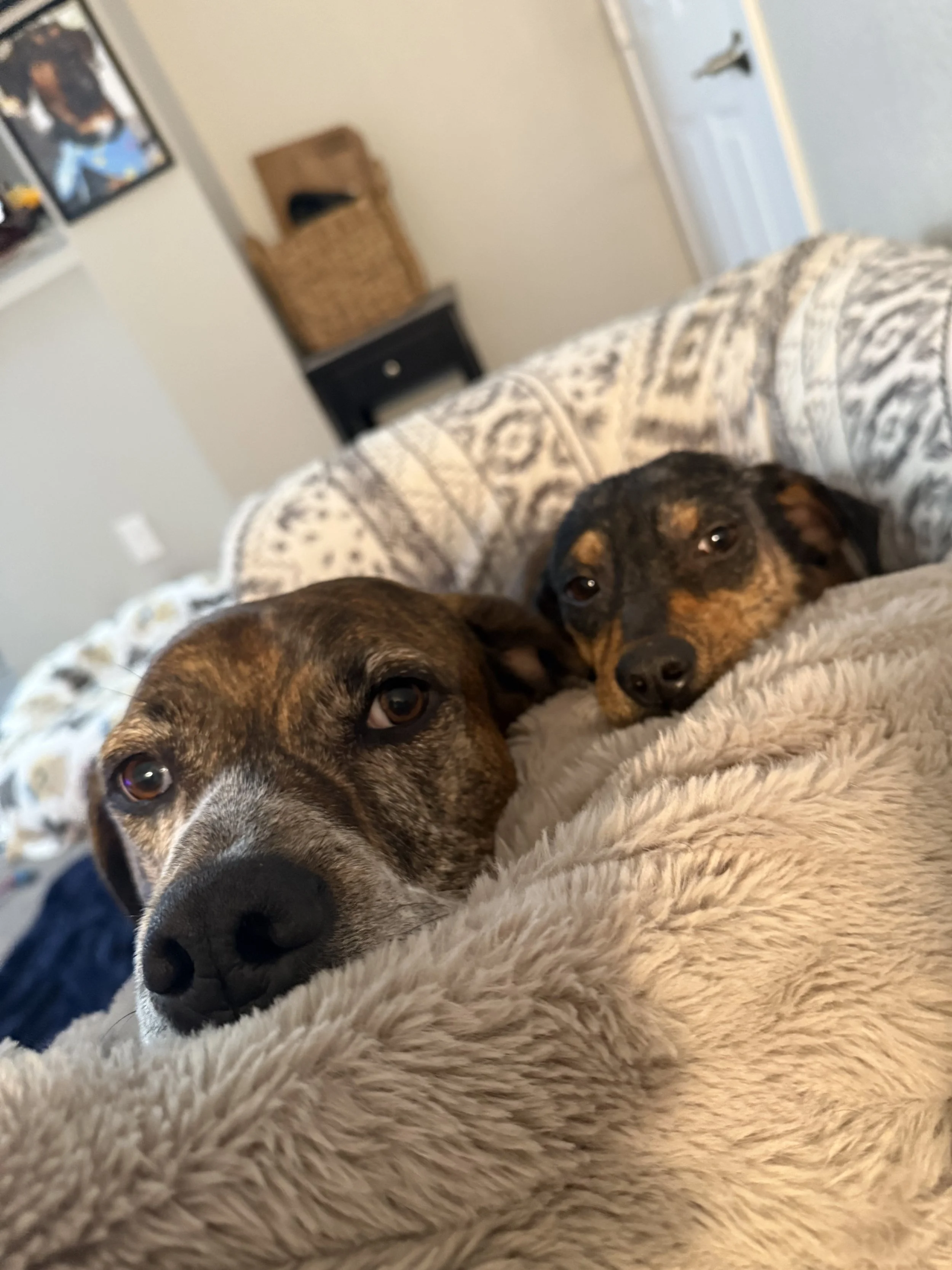Rescue, adopt, Dallas, summer, Shepherd mix, DFW, Plano, Fort Worth
