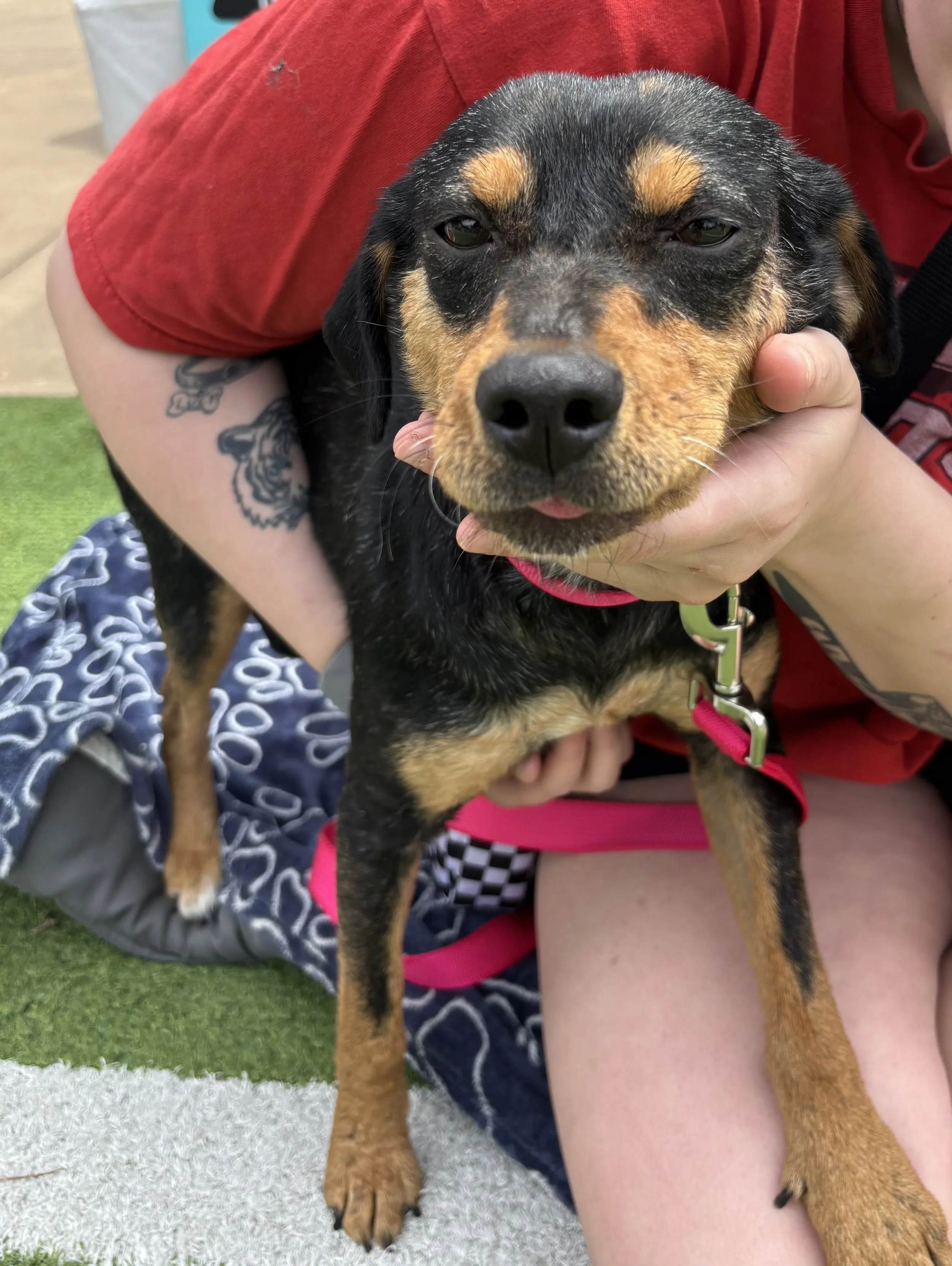 Rescue, adopt, Dallas, summer, Shepherd mix, DFW, Plano, Fort Worth