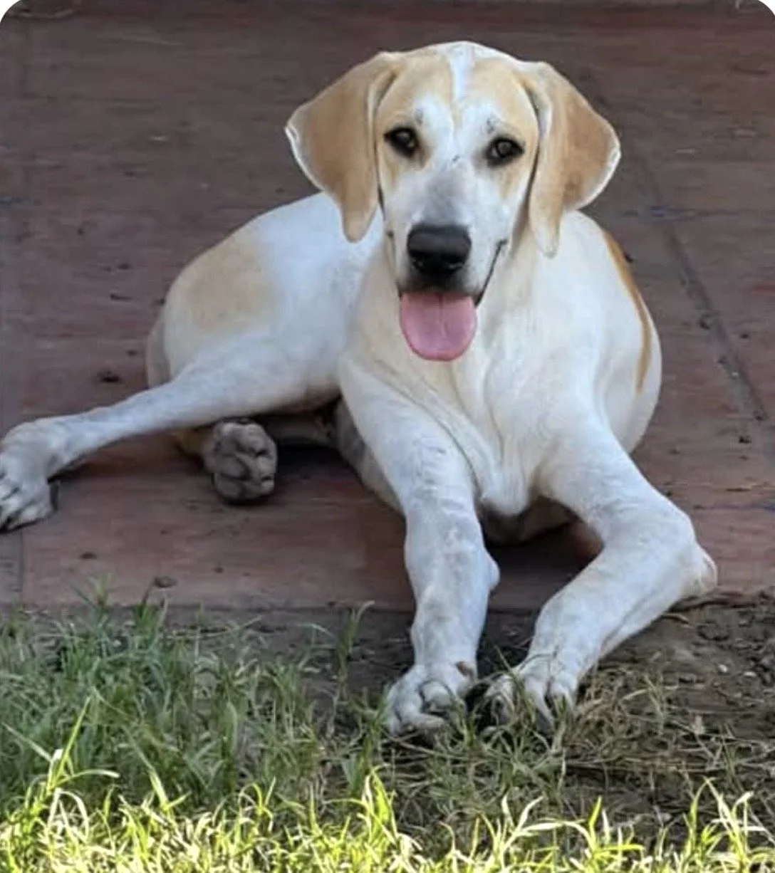 Labrador, Lemon Pointer, Dallas, rescue dog, adopt, puppy, McKinney, Texas
