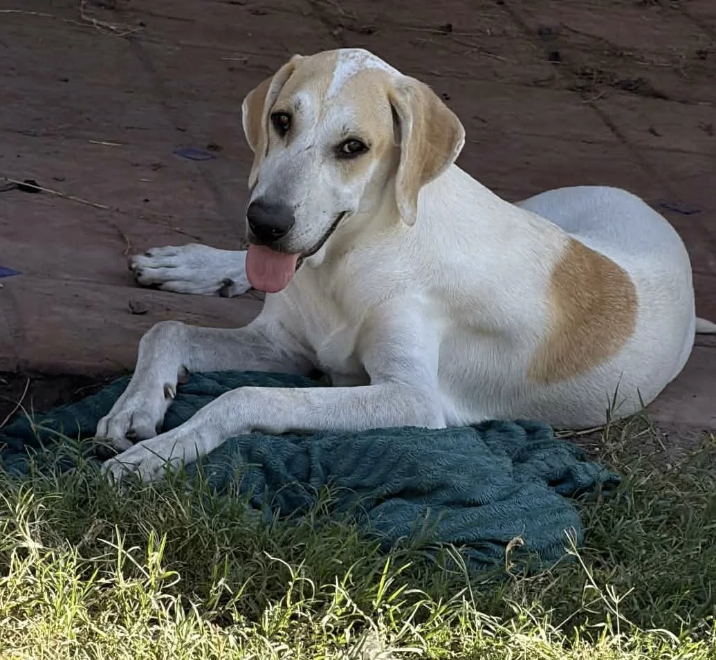 Labrador, Lemon Pointer, Dallas, rescue dog, adopt, puppy, McKinney, Texas