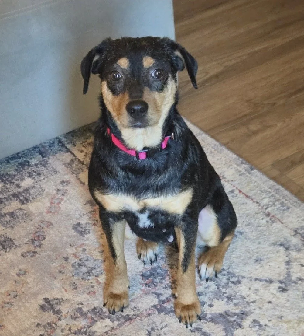 Rescue, adopt, Dallas, summer, Shepherd mix, DFW, Plano, Fort Worth