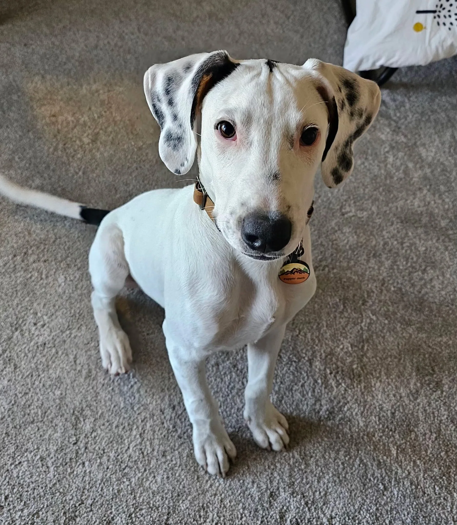 Treeing Walker Coonhound, Dallas, rescue dog, adopt, DFW, Fort Worth, Frisco, Plano, McKinney