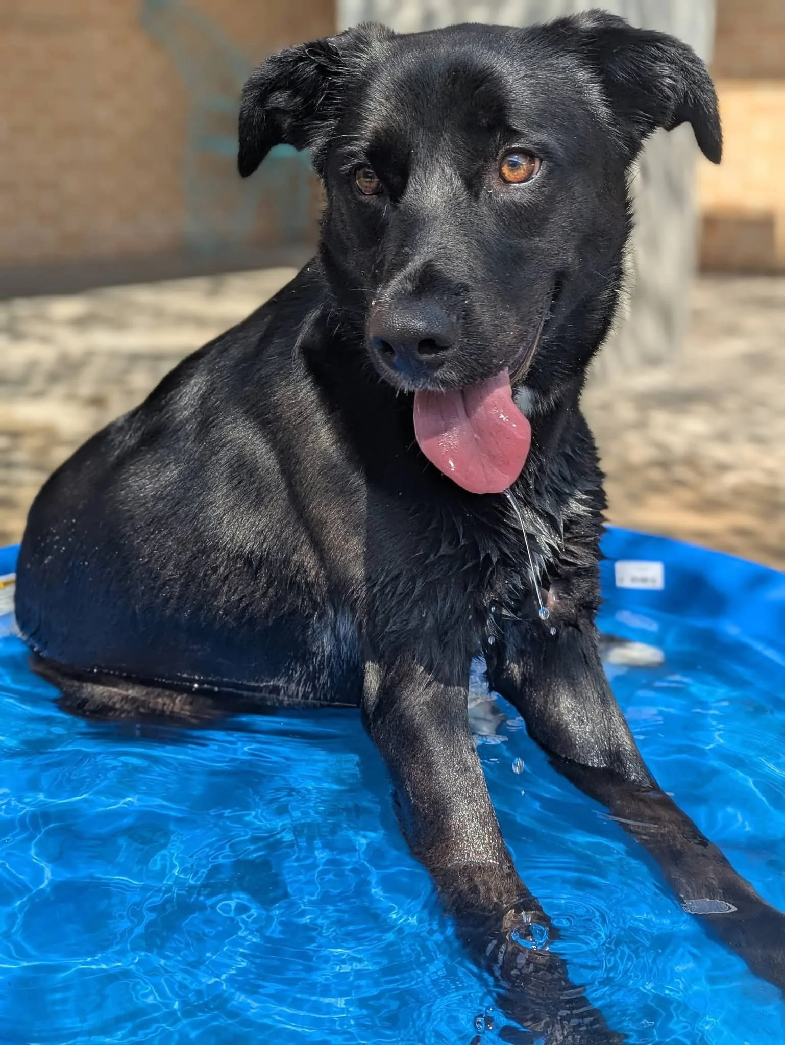Black Labrador, dog, rescue, adopt, McKinney, DFW, Plano, Frisco, summer