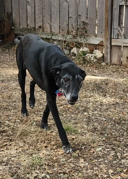 Senior dog, frosted face, GSP, Pointer, Dallas, McKinney, Plano, Frisco, Highland Park, black dog