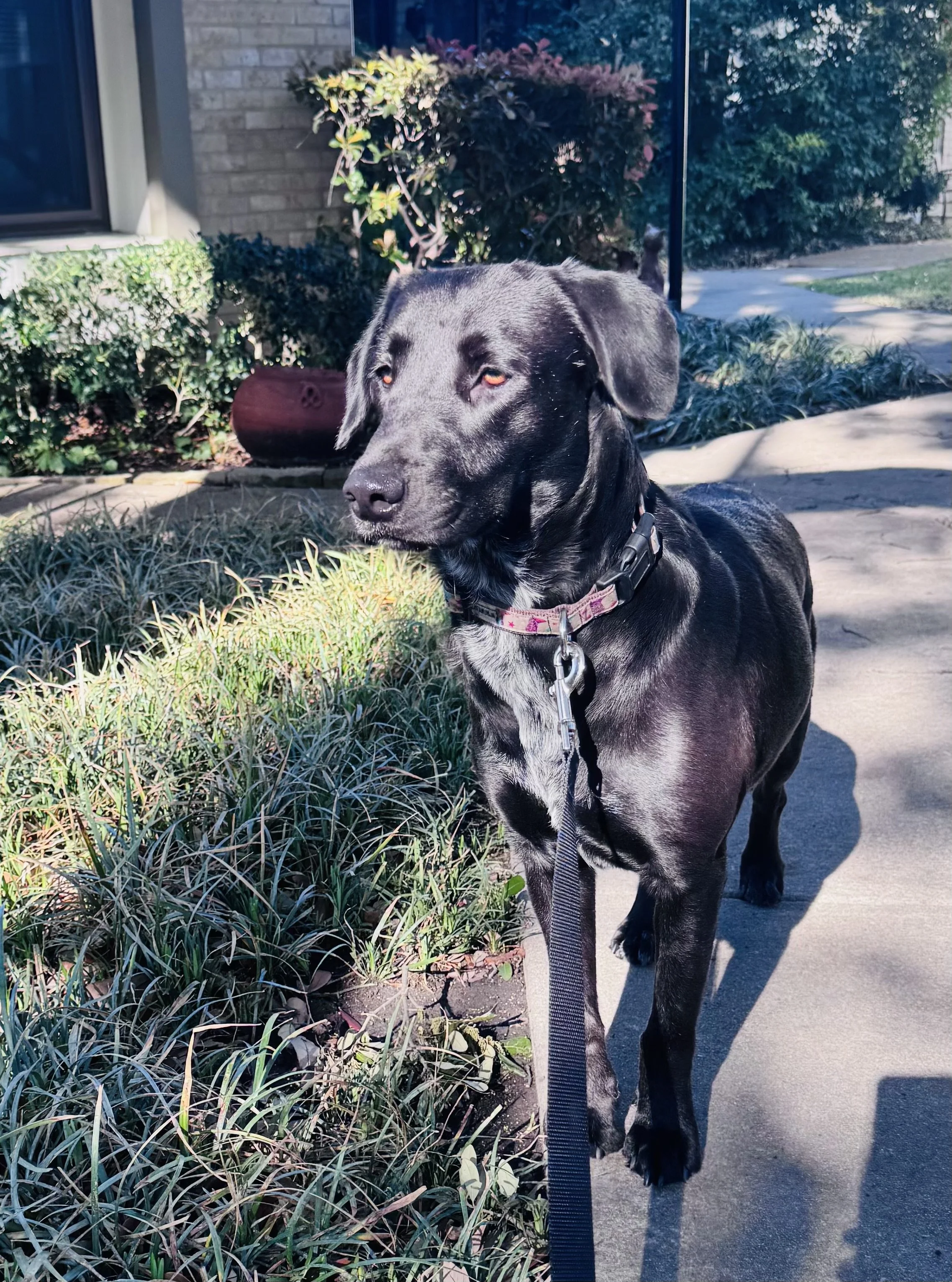 Black Labrador, Labrador, McKinney, Plano, Frisco, adoptable, Dallas, Fort Worth