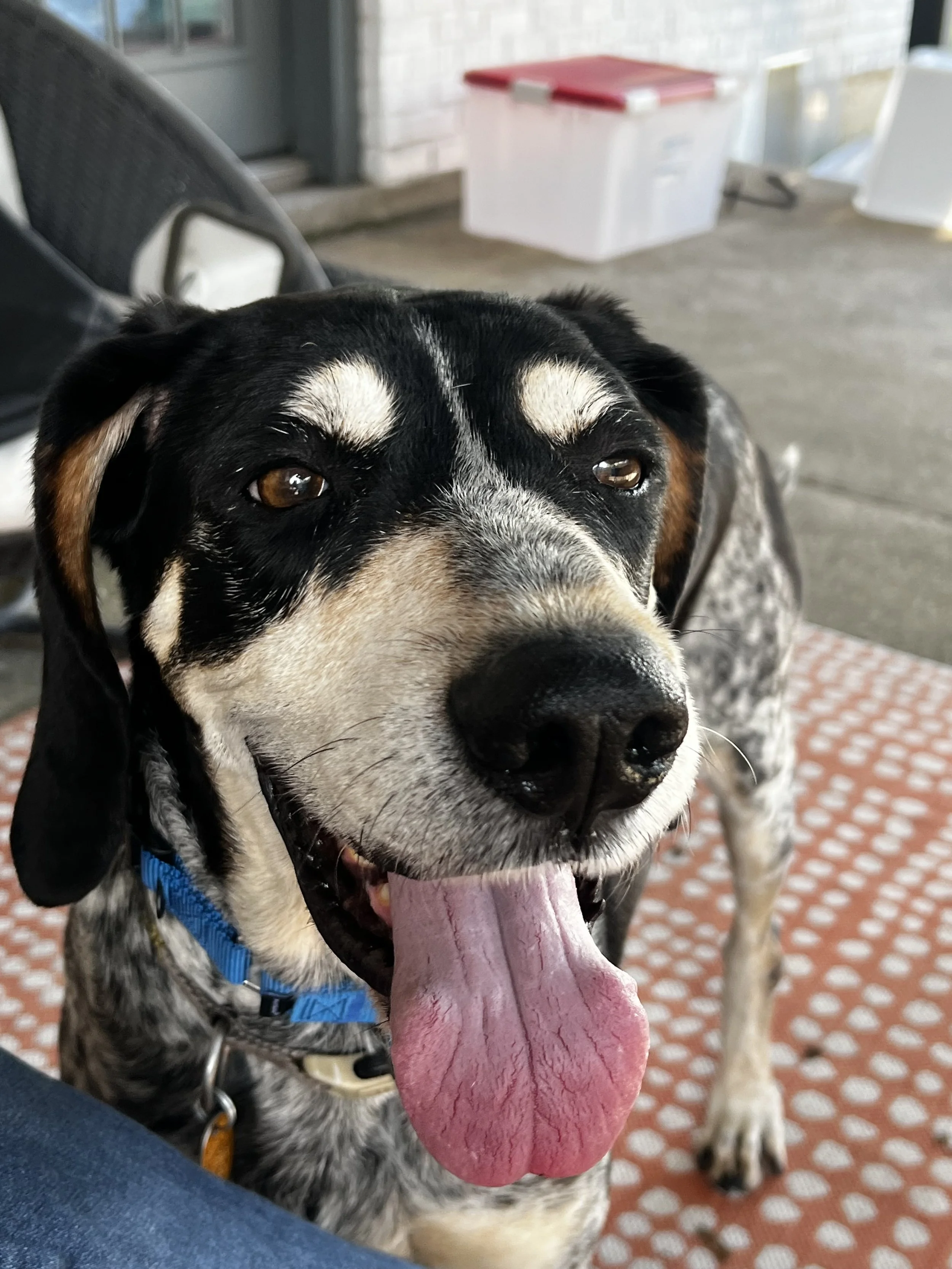 Bluetick Coonhound, Hound, Dallas, Adopt, rescue dog, I would rather be with my dog, McKinney, Plano, Fort Worth, pizza, DFW, London