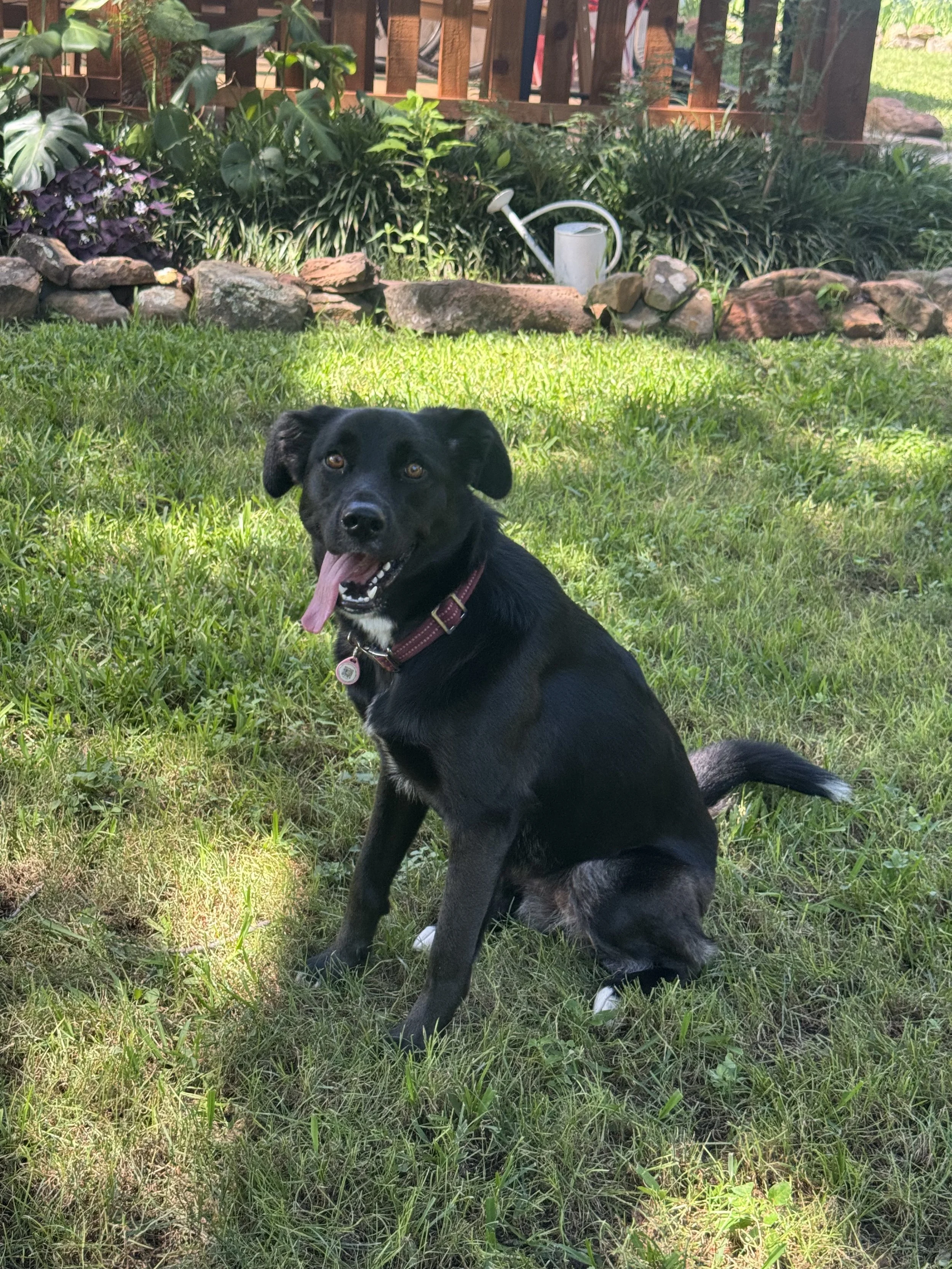 Black Labrador, dog, rescue, adopt, McKinney, DFW, Plano, Frisco, summer