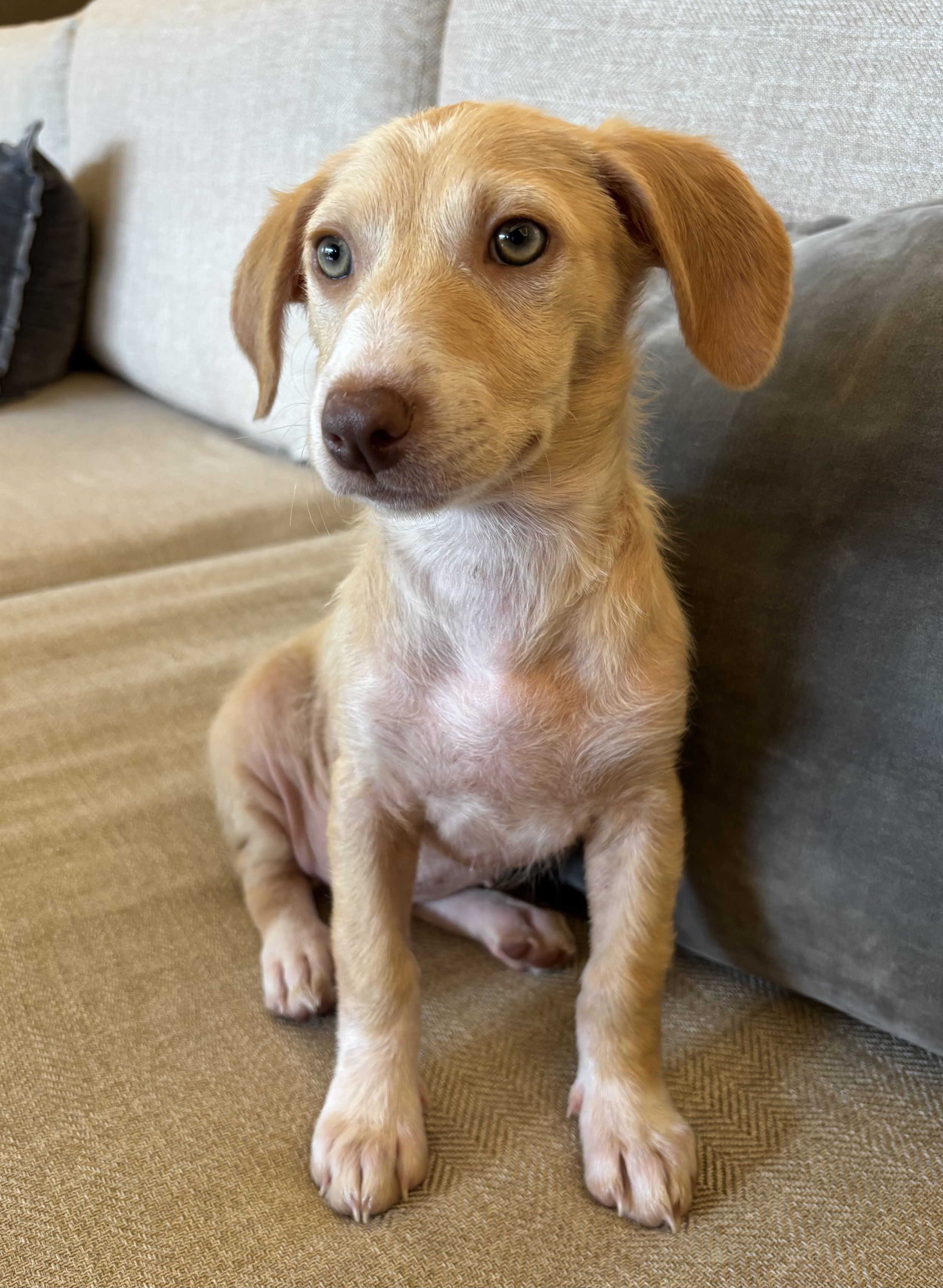 Puppy, Golden Retriever, Golden Retriever puppy,Labrador, DFW, Plano, McKinney, Frisco, Dallas, Fort Worth, labrador puppy, adoptable, rescue dog