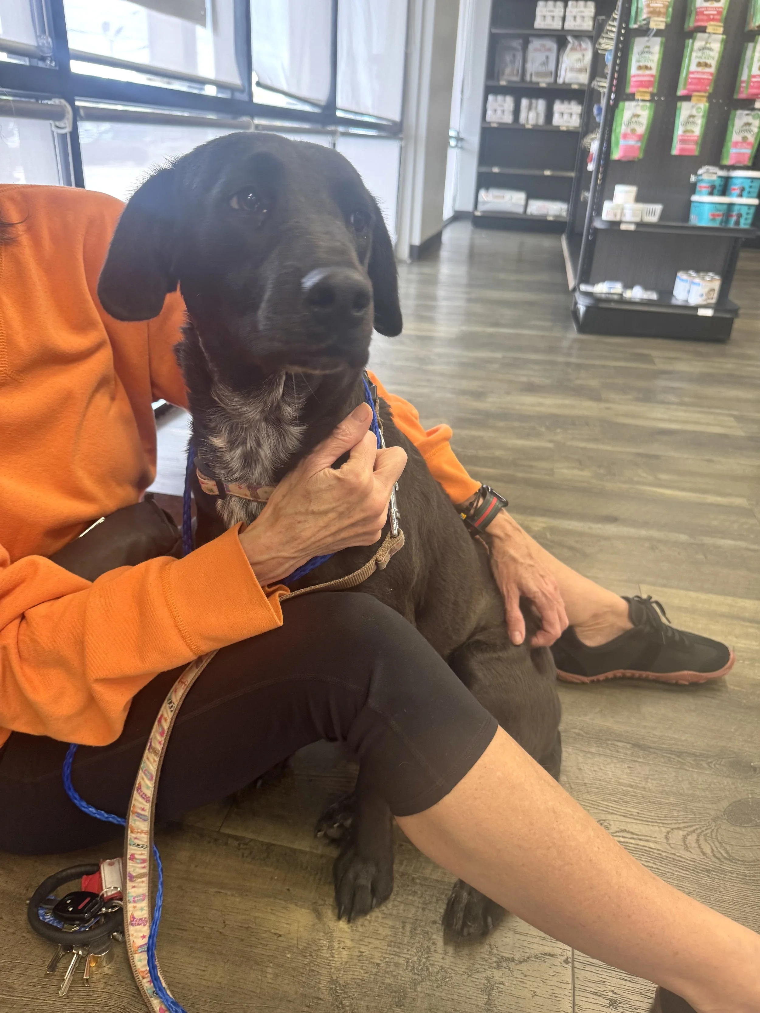 Black Labrador, Labrador, McKinney, Plano, Frisco, adoptable, Dallas, Fort Worth