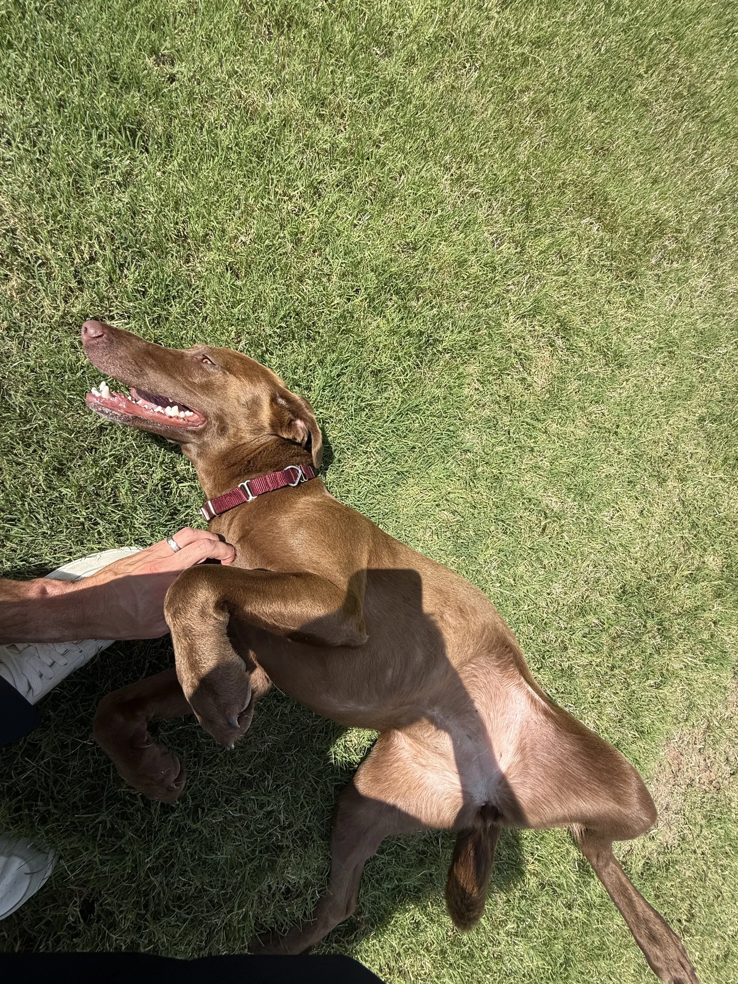 Chocolate Labrador, DFW, adopt, rescue, dog, McKinney, Texas, Plano, Frisco, summer