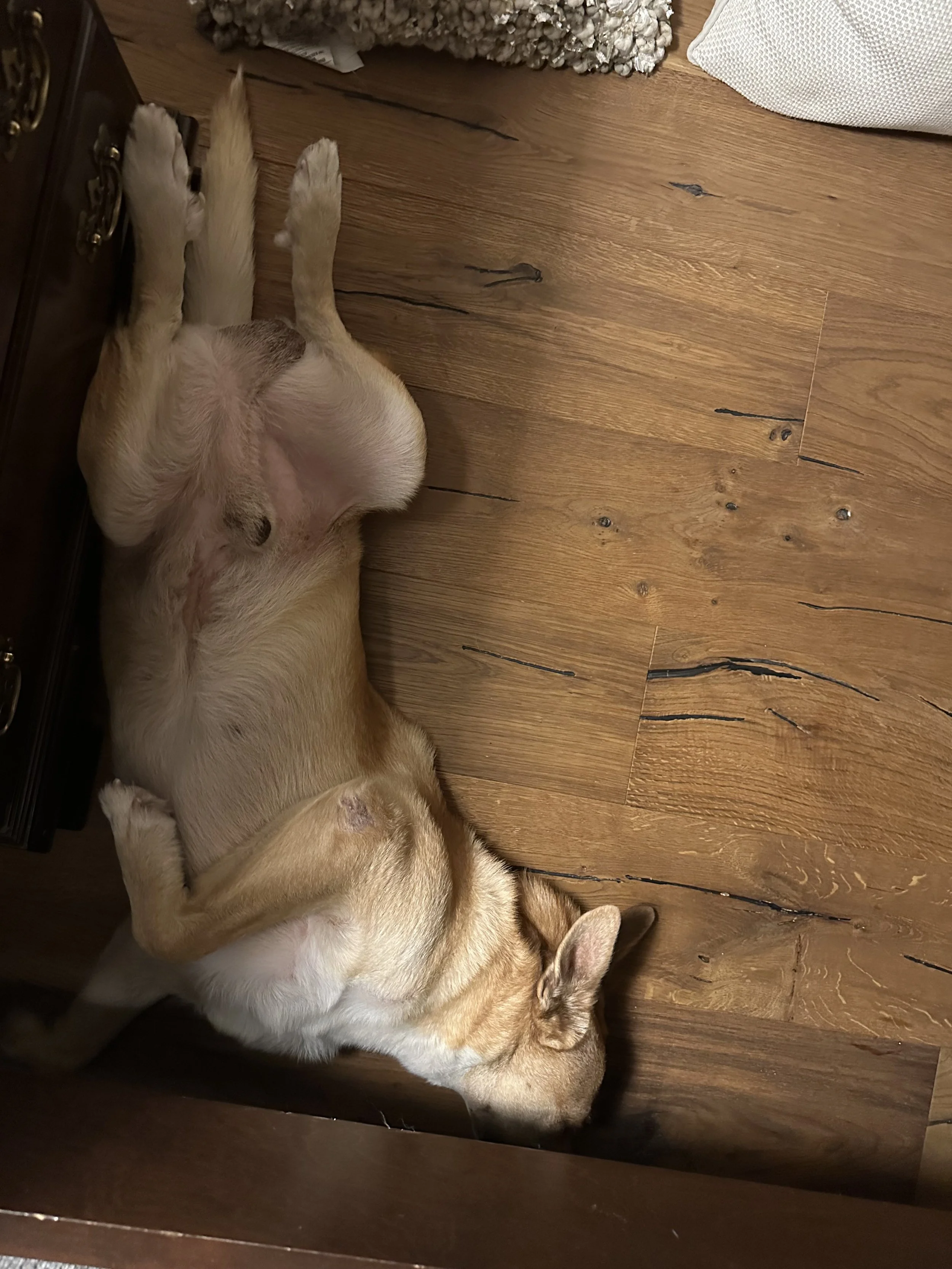 Carolina dog, mutt, rescue, adopt, tan dog, Dallas, Texas, Plano, McKinney, Grapevine