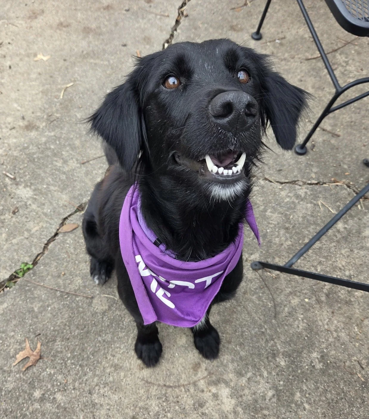 Flat-coated Retriever, Retriever, Black Labrador Retriever mix, adopt, rescue dog, Dallas