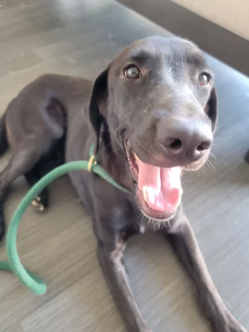 Adoption Info + Payment — Cane Rosso Dog Rescue