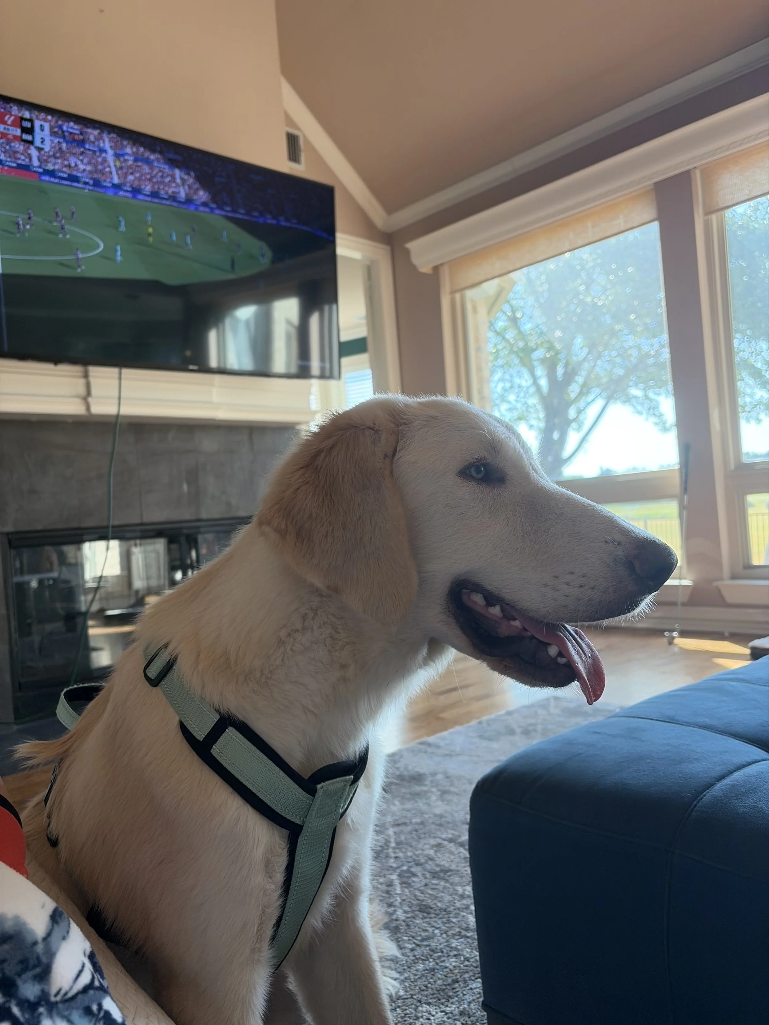 Golden Retriever mix, Labrador mix, yellow lab, Dallas, DFW, Ana, Texas, adopt, rescue, Frisco, Plano, McKinney, Grapevine