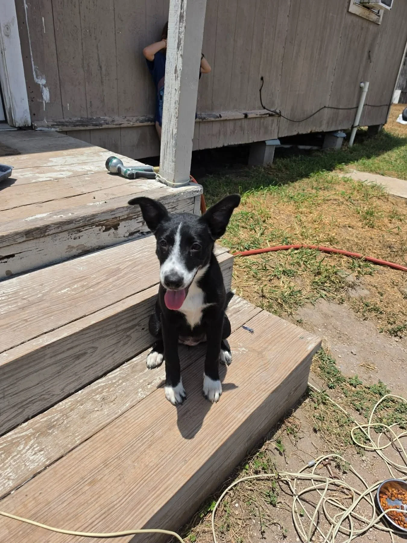 Pointer mix puppy, black and white dog, cute dog, big ears, Pointer, Dallas, McKinney, Plano, rescue, adopt