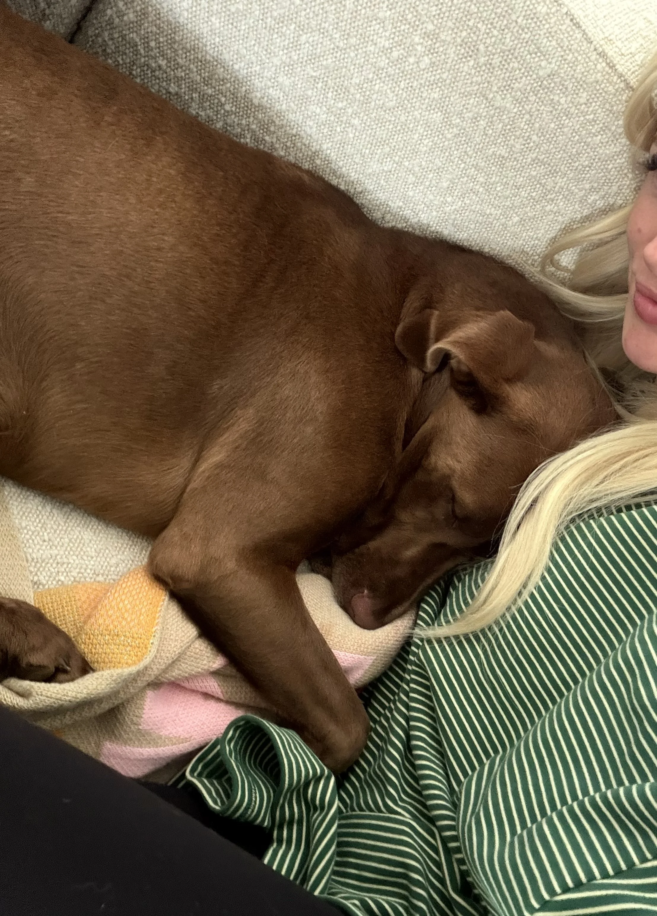 Chocolate Labrador, DFW, adopt, rescue, dog, McKinney, Texas, Plano, Frisco, summer
