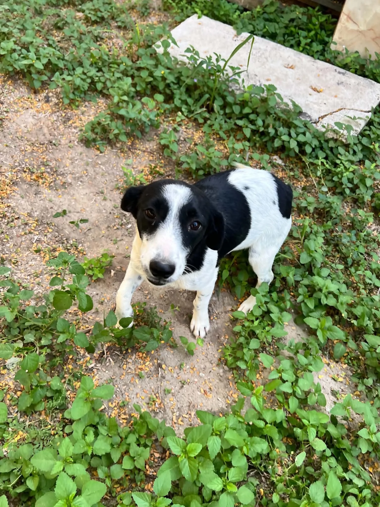GSP, GSP puppy, puppy, black and white dog, rescue, adopt, North Texas, Dallas, Frisco, Plano, McKinney, Grapevine, puppy, cute dog