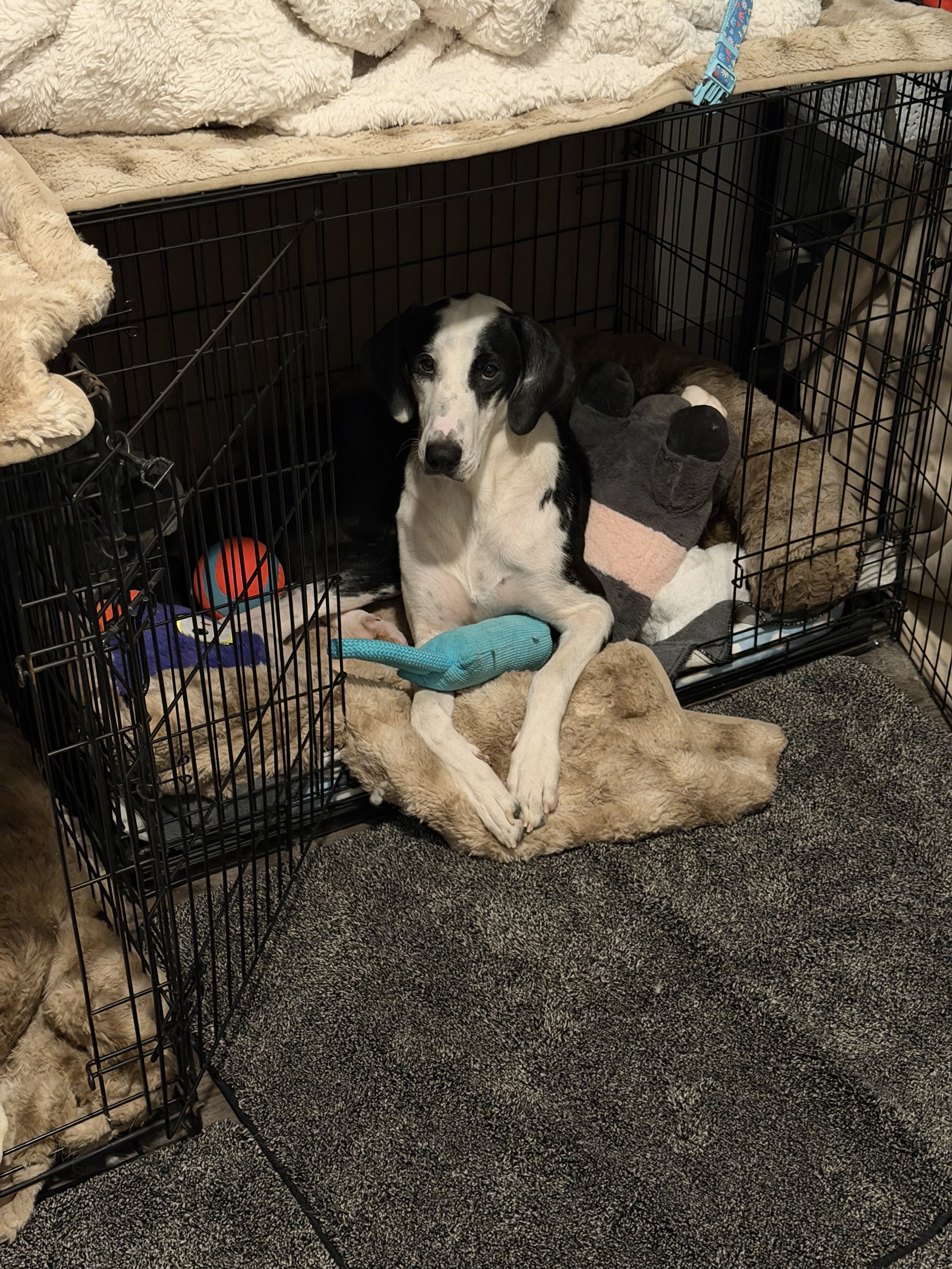 Pointer, GSP, mixed breed, Labrador, black and white dog, Dallas, rescue, adopt, Frisco, Anna, McKinney, DFW, Great Dane mix