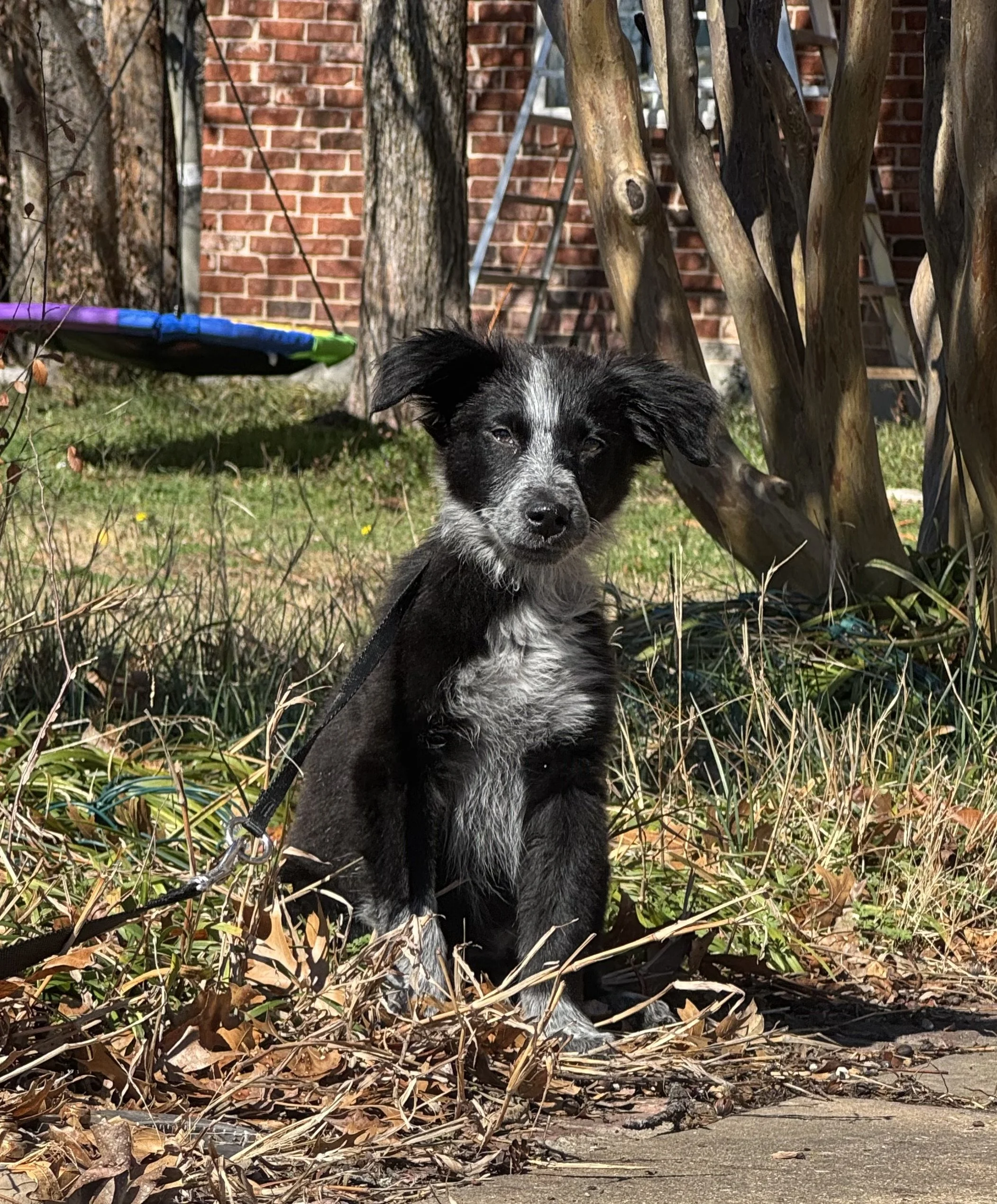 Pointer puppy, puppy, GSP puppy, German Shorthaired puppy, DFW, McKinney, Fort Worth, Texas, rescue, adopt, Southlake