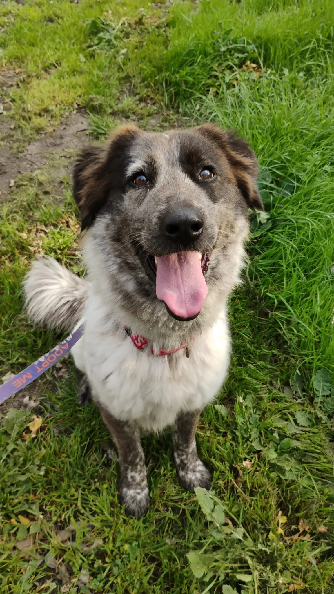 Australian Shepherd, Border Collie, DFW, Plano, McKinney, adopt, rescue dog, I would rather be with my dog, agility dog, flyball, dog training